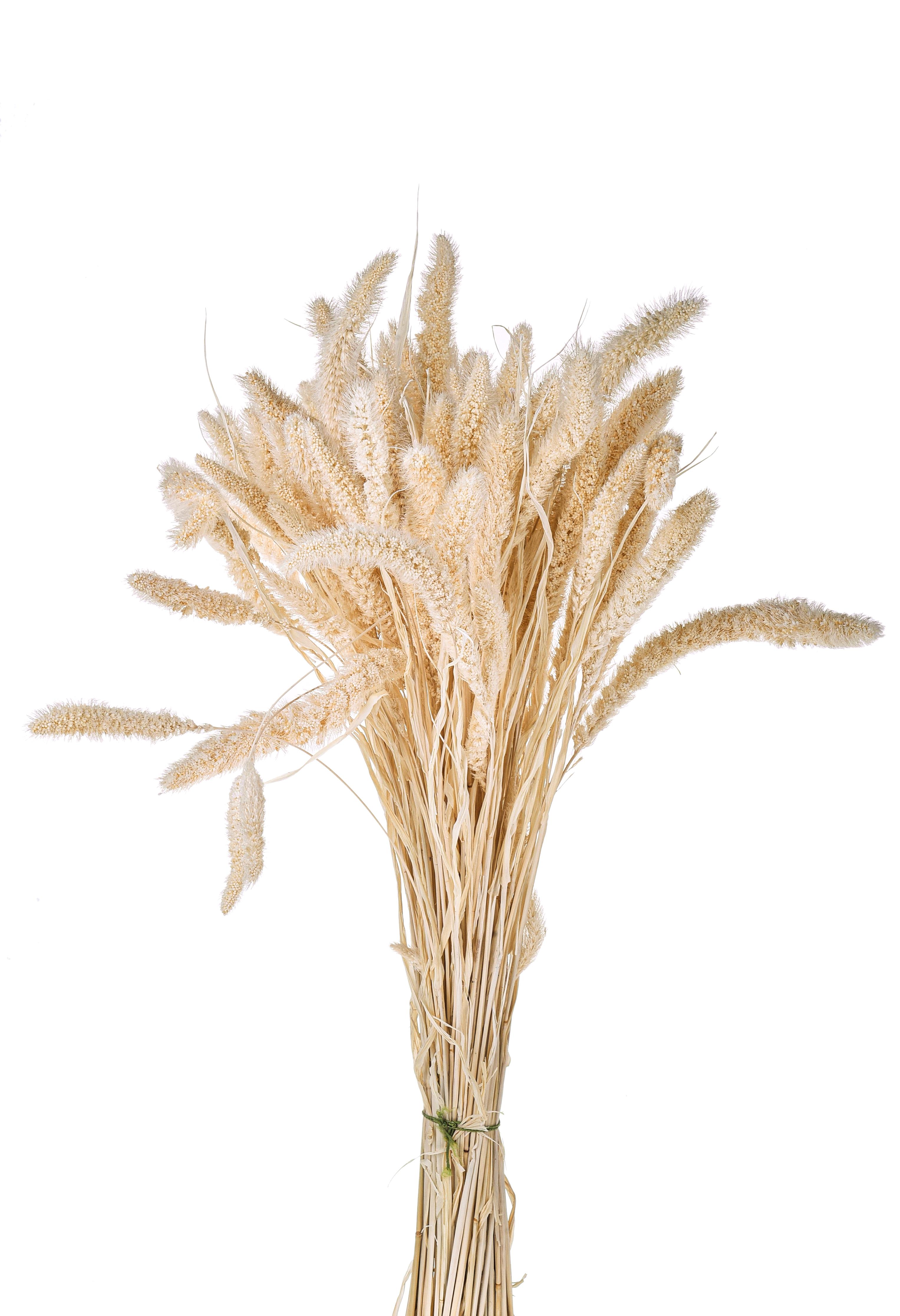 NATURAL PRODUCTS DRIED FLOWERS AND ERBS,SETARIA VERTICILLATA SBIANCATA