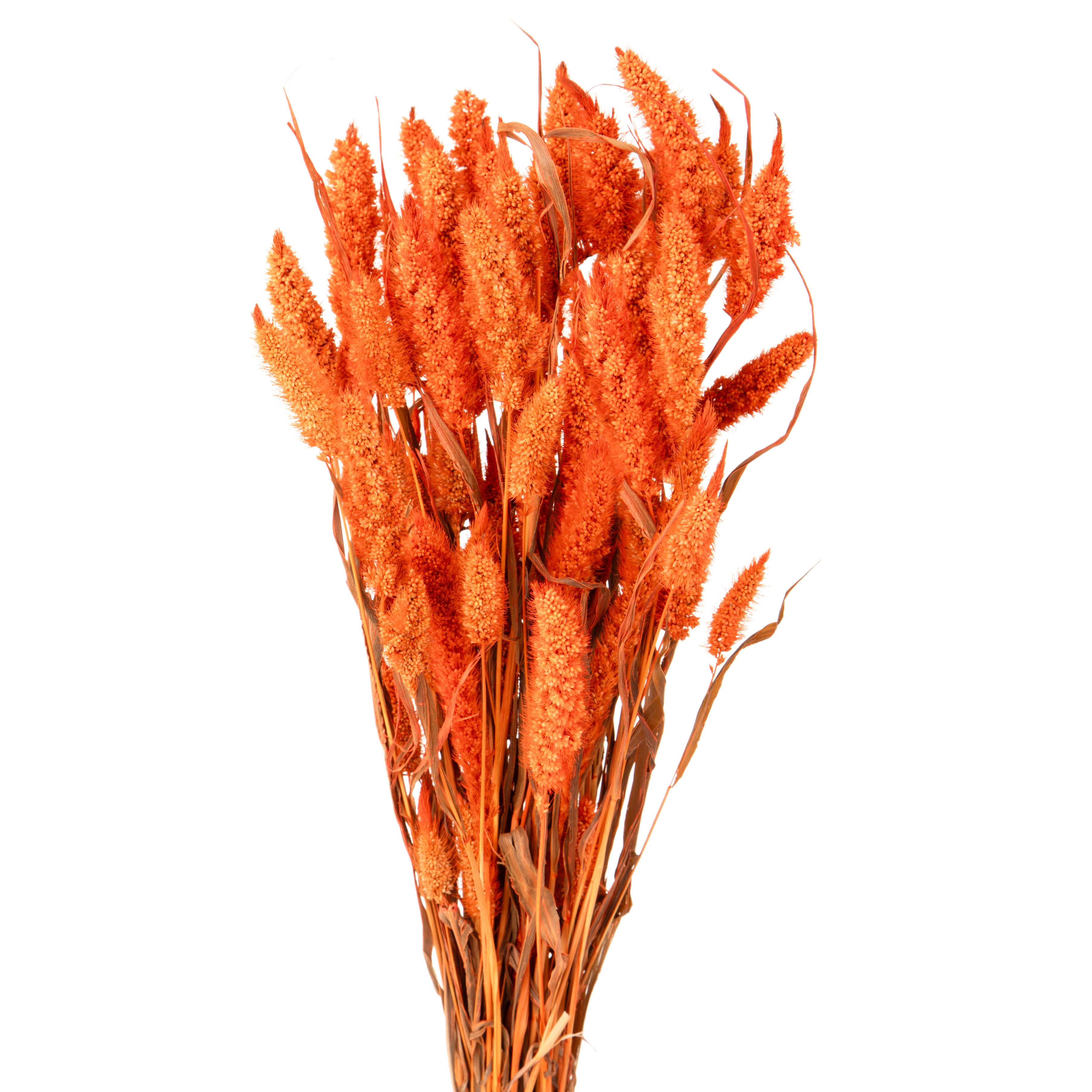 NATURAL PRODUCTS DRIED FLOWERS AND ERBS,SETARIA GR SBIAN/COL A KG