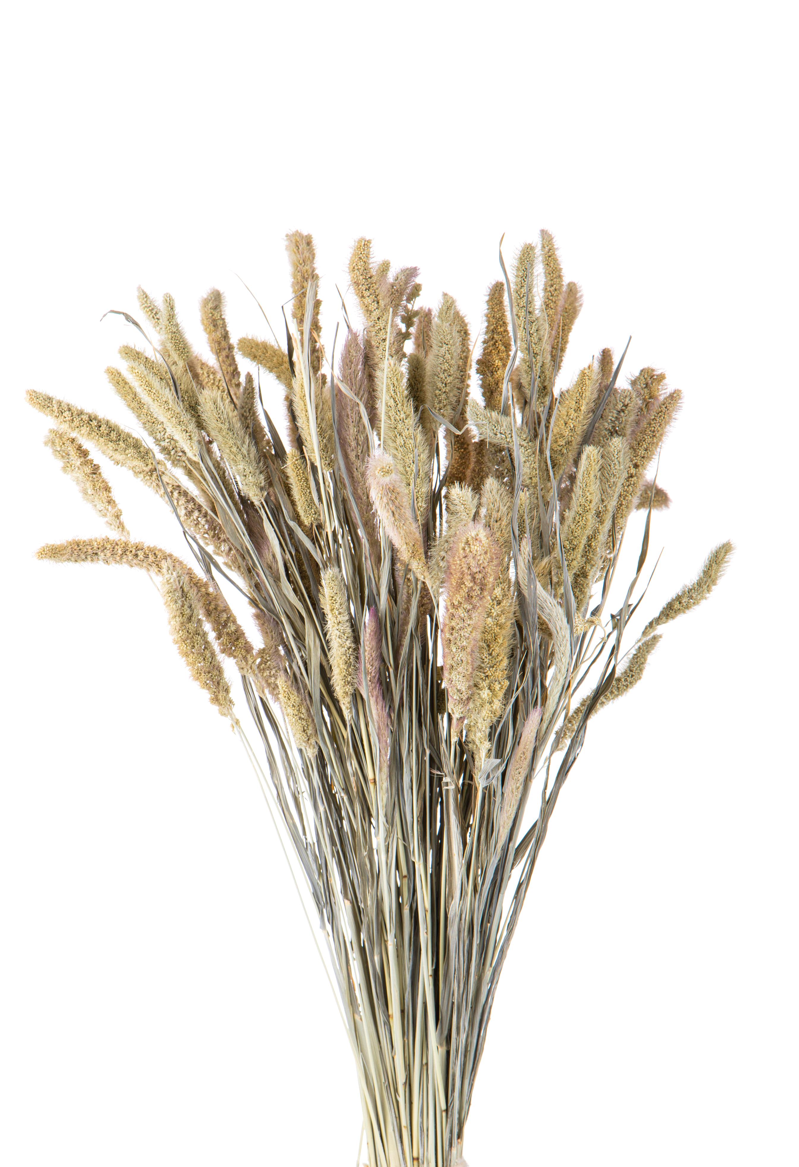 NATURAL PRODUCTS DRIED FLOWERS AND ERBS,SETARIA SERTICILLATA NAT. A KG.