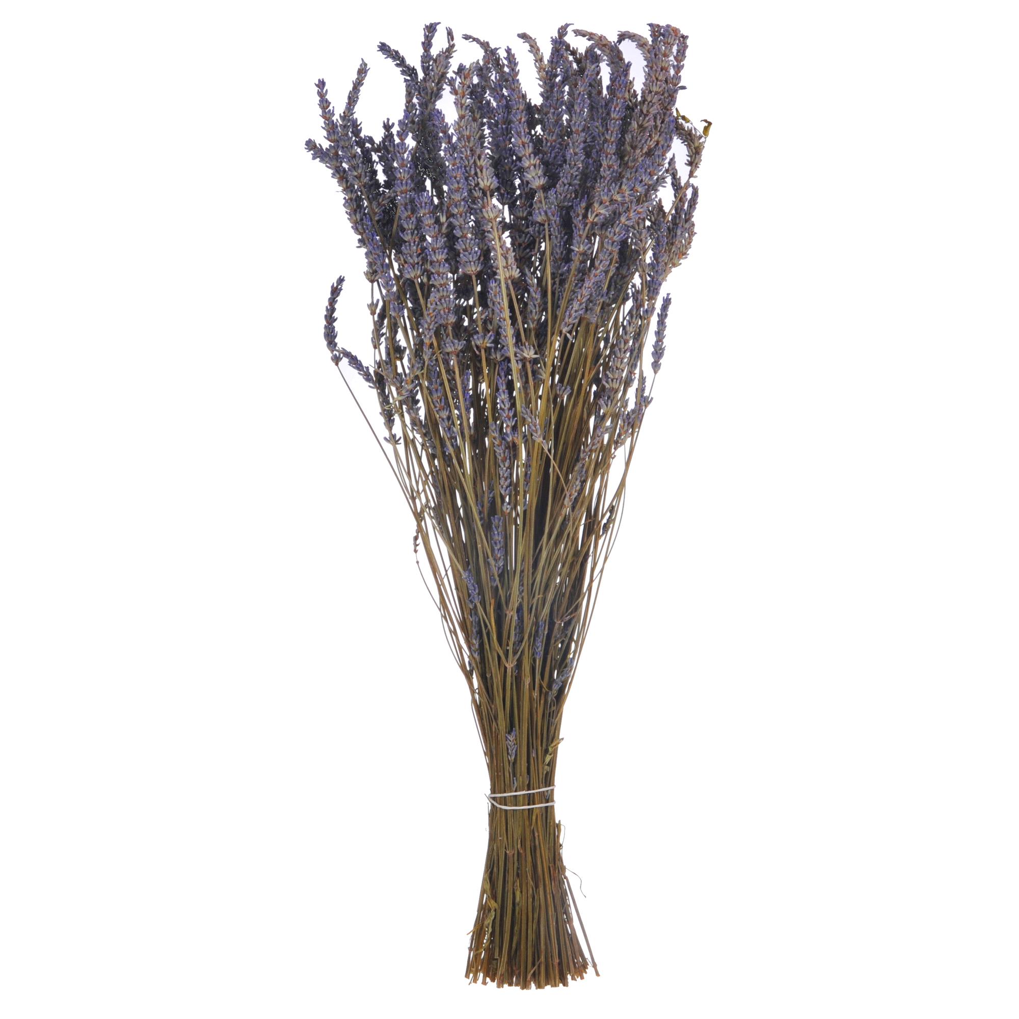 LAVANDA MAZZO 45 CM**ANNO PREC