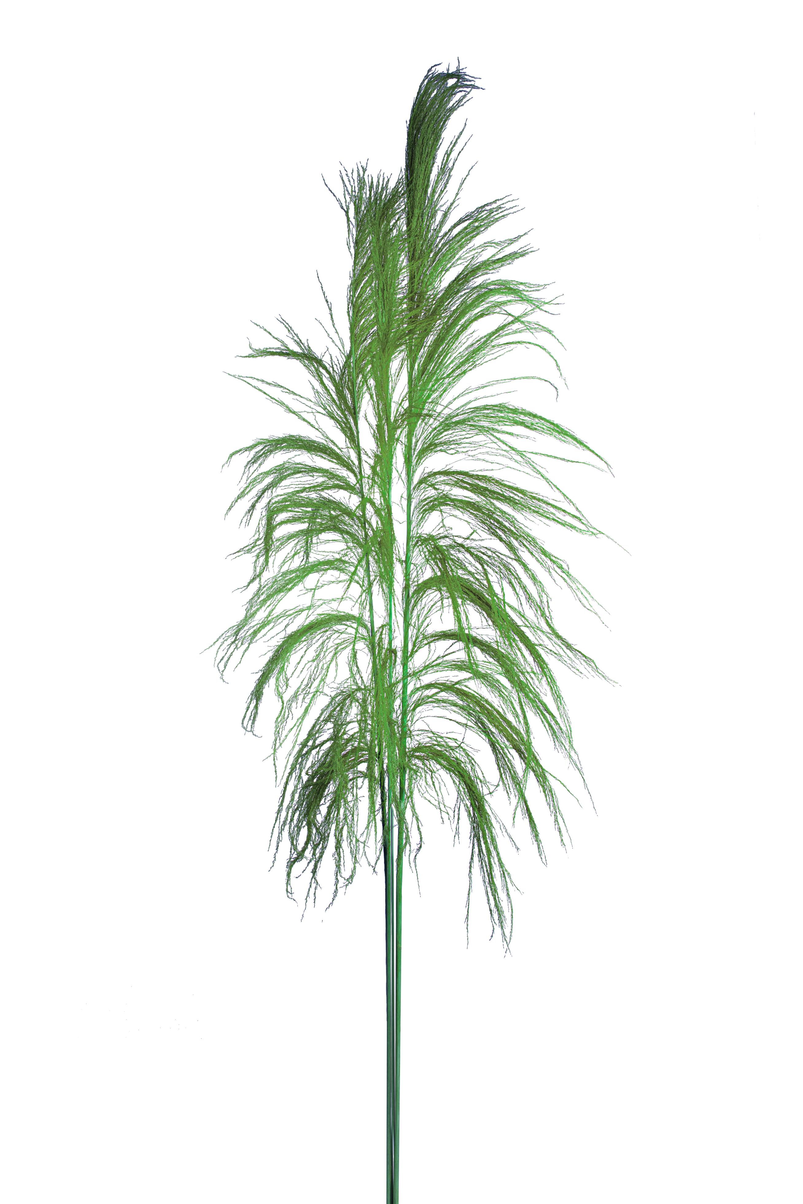 CANA BRAVA 150 CM C.A. COLORATA 1 PZ
