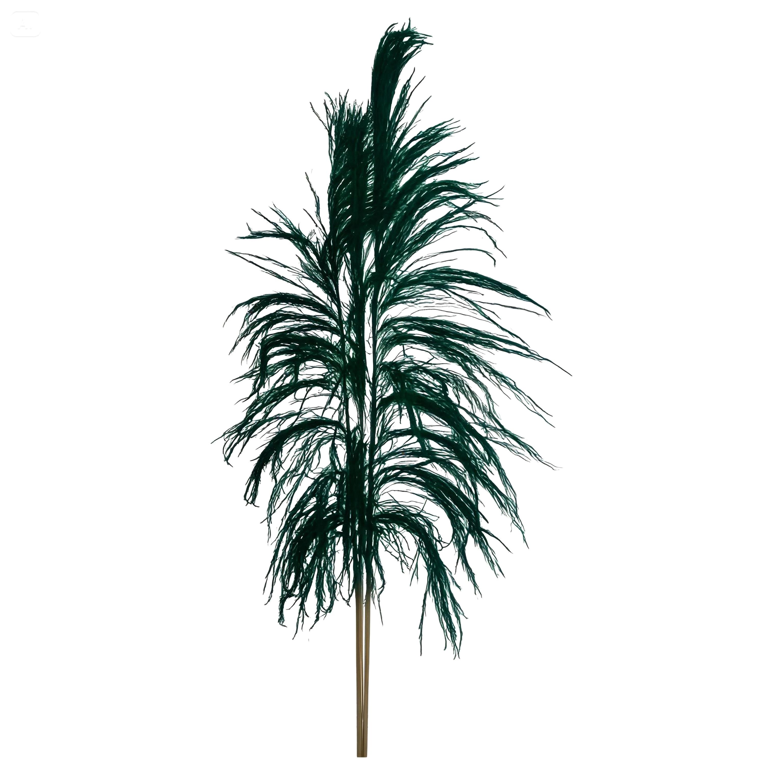 CANA BRAVA 150 CM C.A. COLORATA 1 PZ