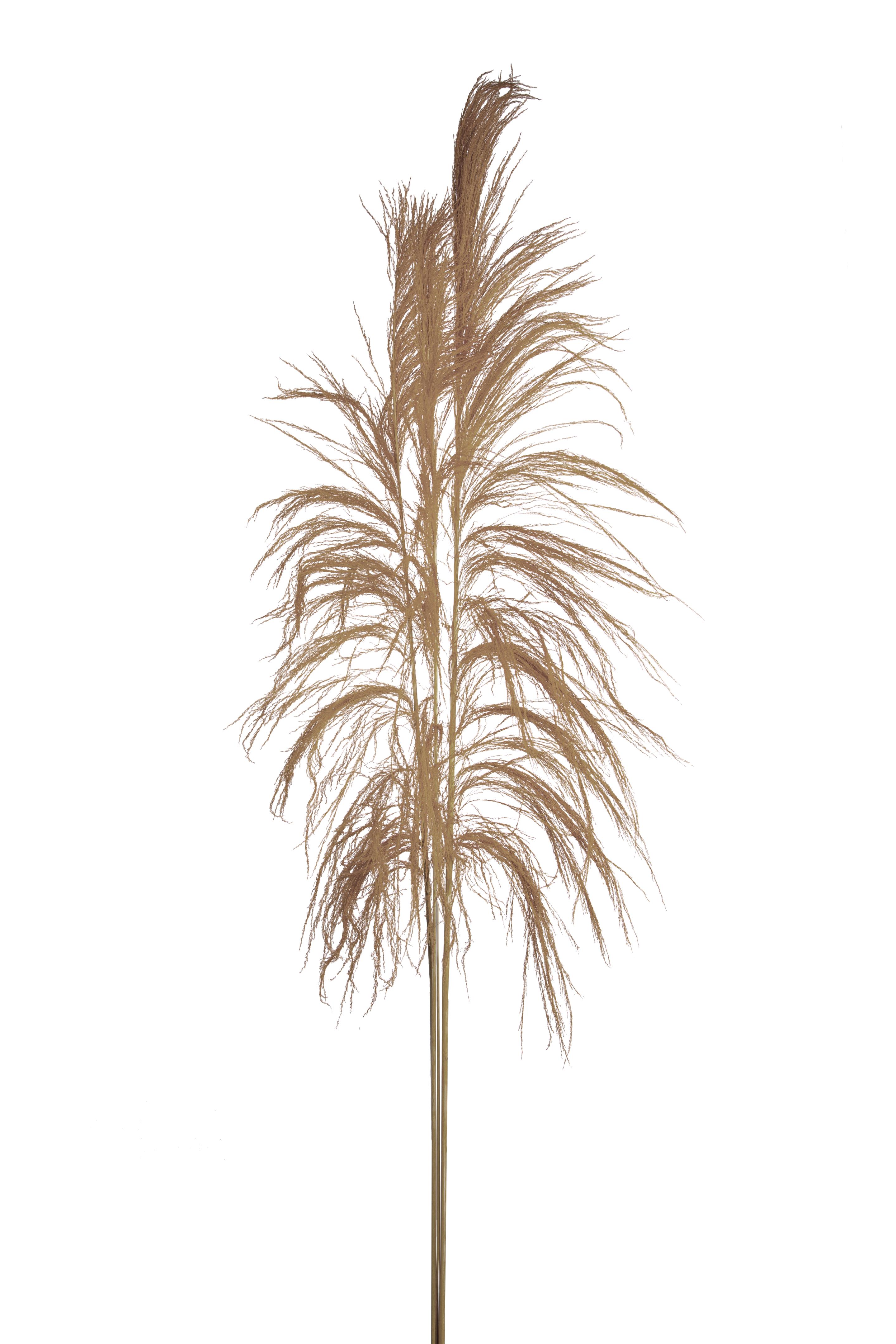Trockenblumen, Exotisch, Zweige und Dekorationen, CANA BRAVA 150 CM C.A. NAT 1 PZ