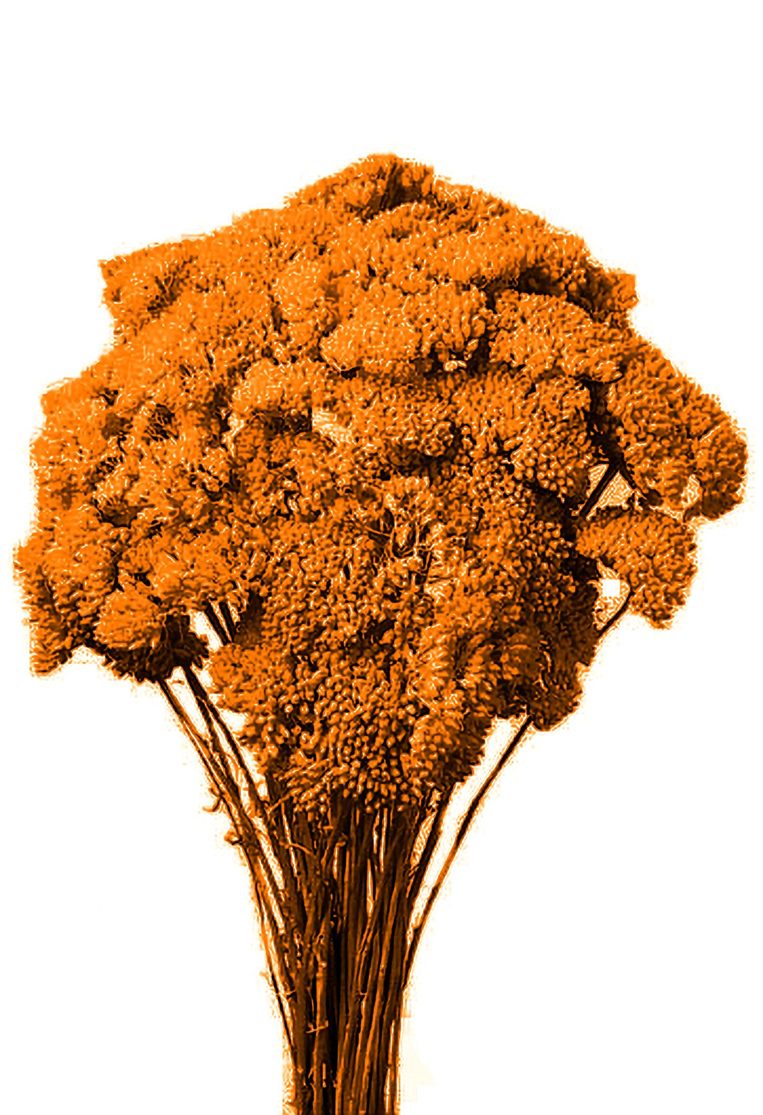 ACHILLEA FILIPENDULA COLORATA