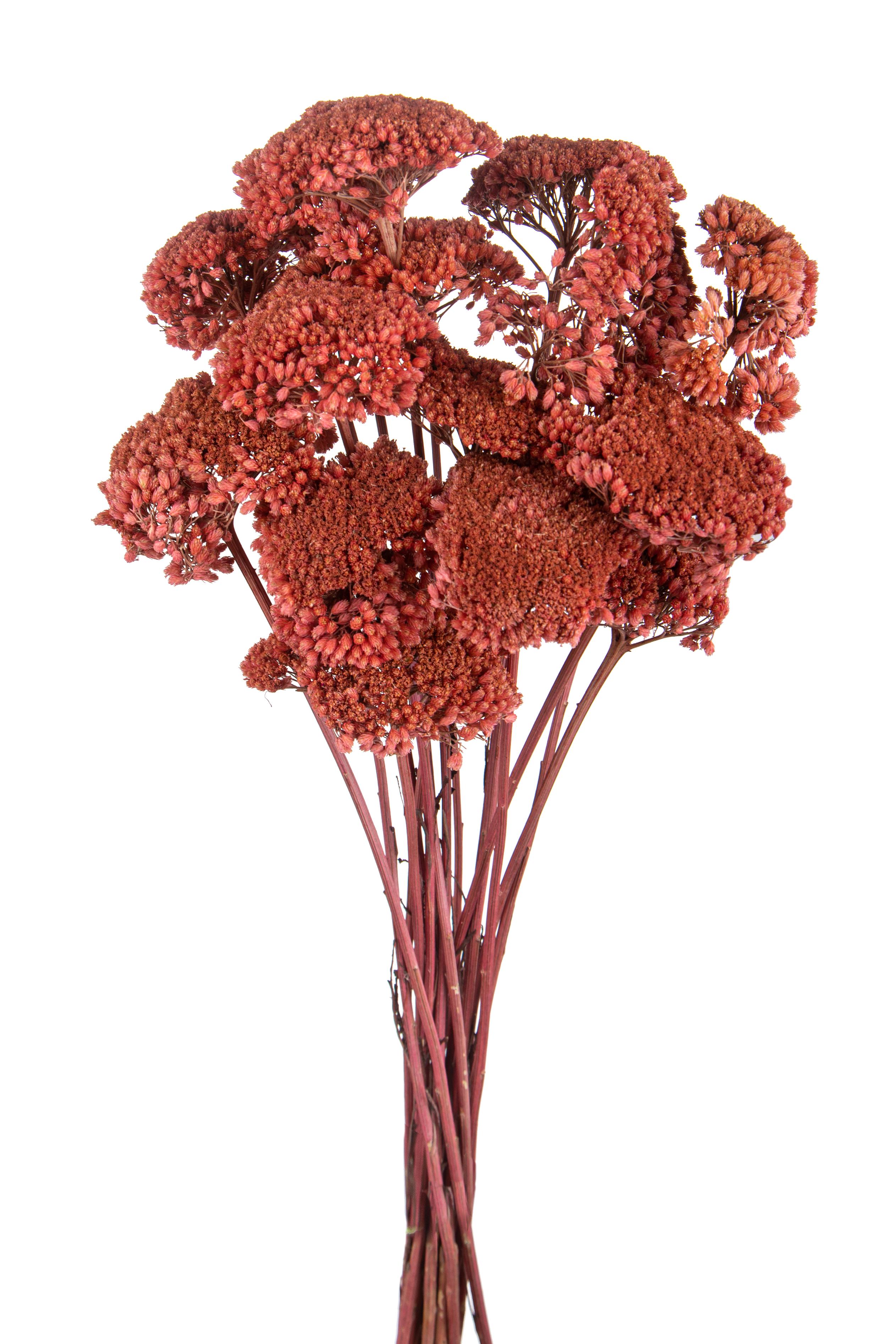 ACHILLEA FILIPENDULA COLORATA