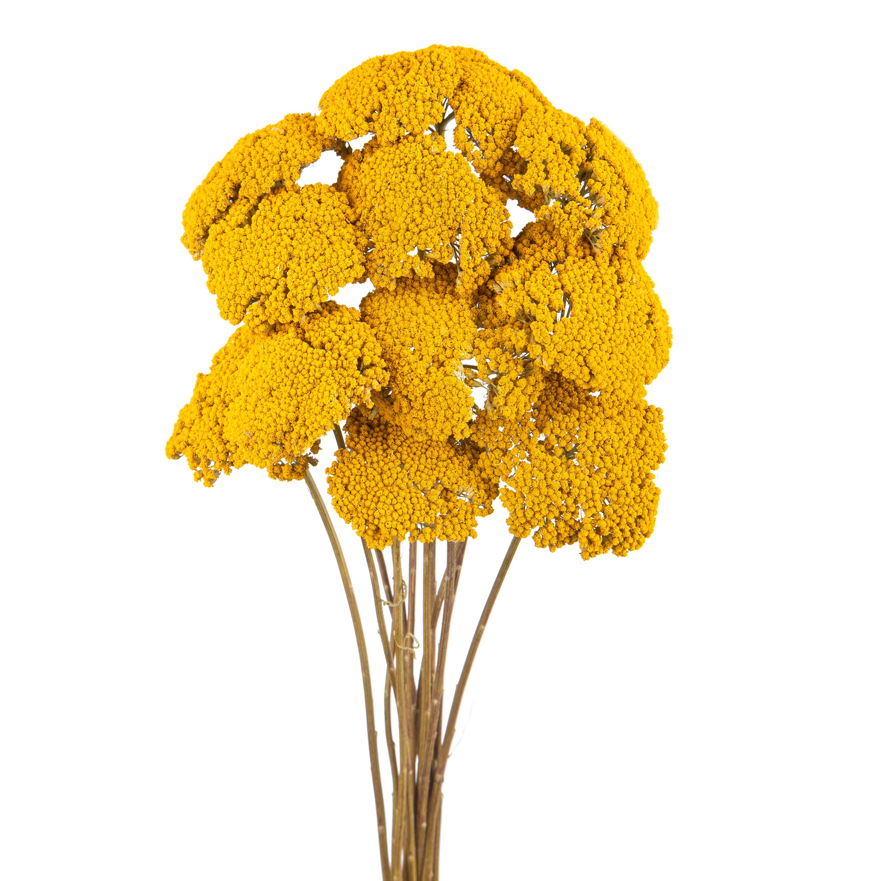 ACHILLEA FILIPENDULA 10 PZ GR. NAT.NO SA