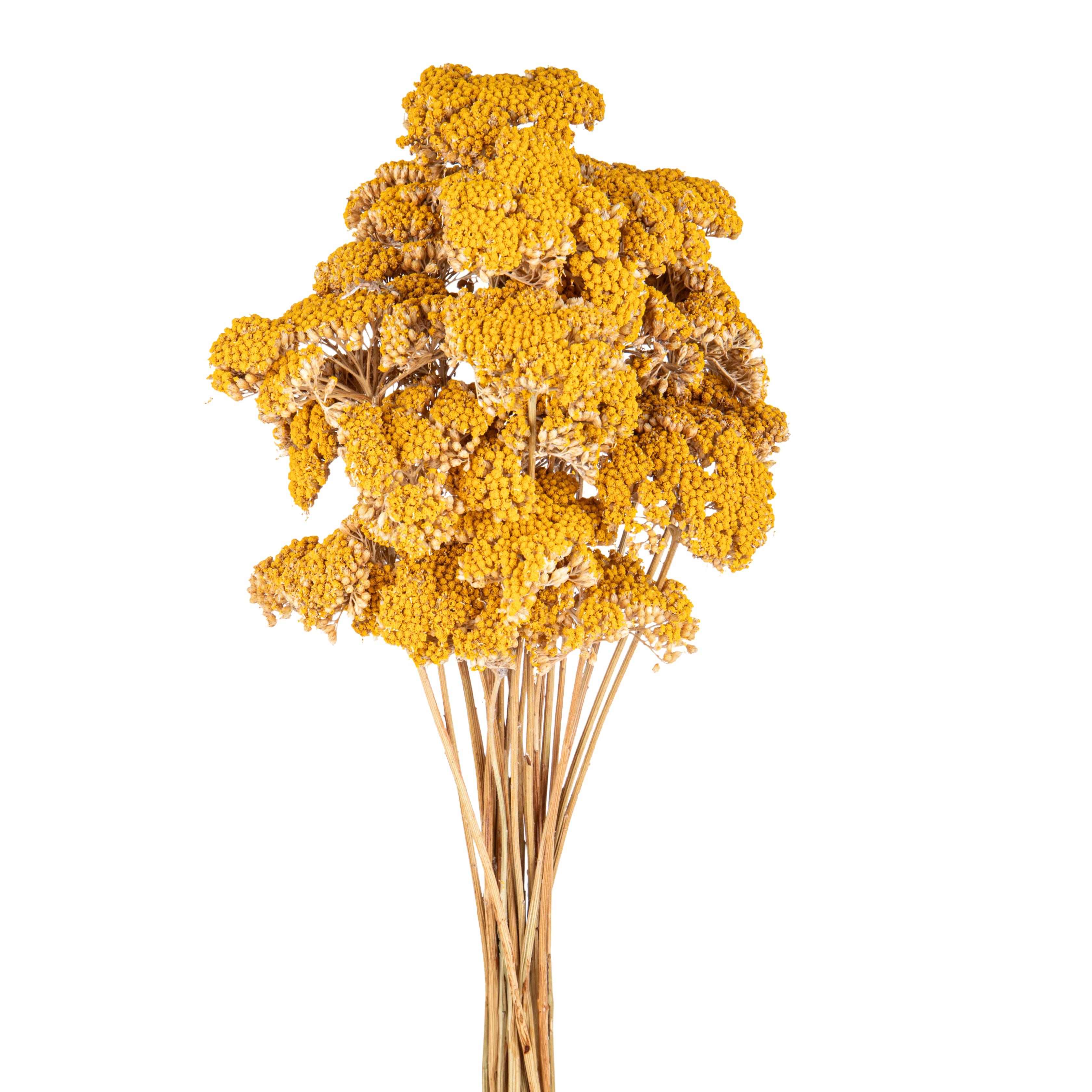 NATURAL PRODUCTS DRIED FLOWERS AND ERBS,ACHILLEA FILIPENDULA NAT A KG