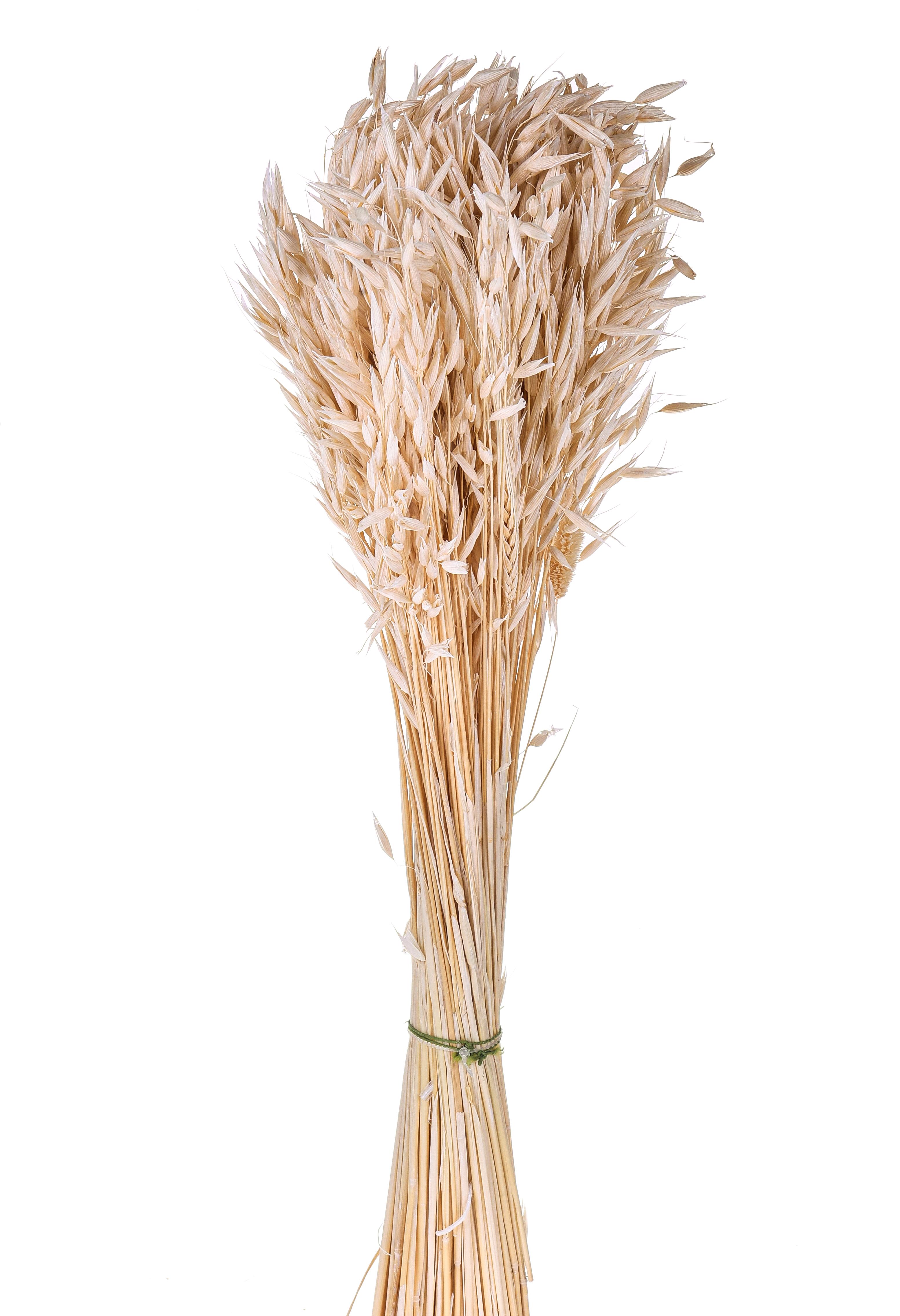 NATURAL PRODUCTS DRIED FLOWERS AND ERBS, COLORED GRASS AND FLOWERS, AVENA SATIVA COLTIVATA SBIANCATA MAZZO