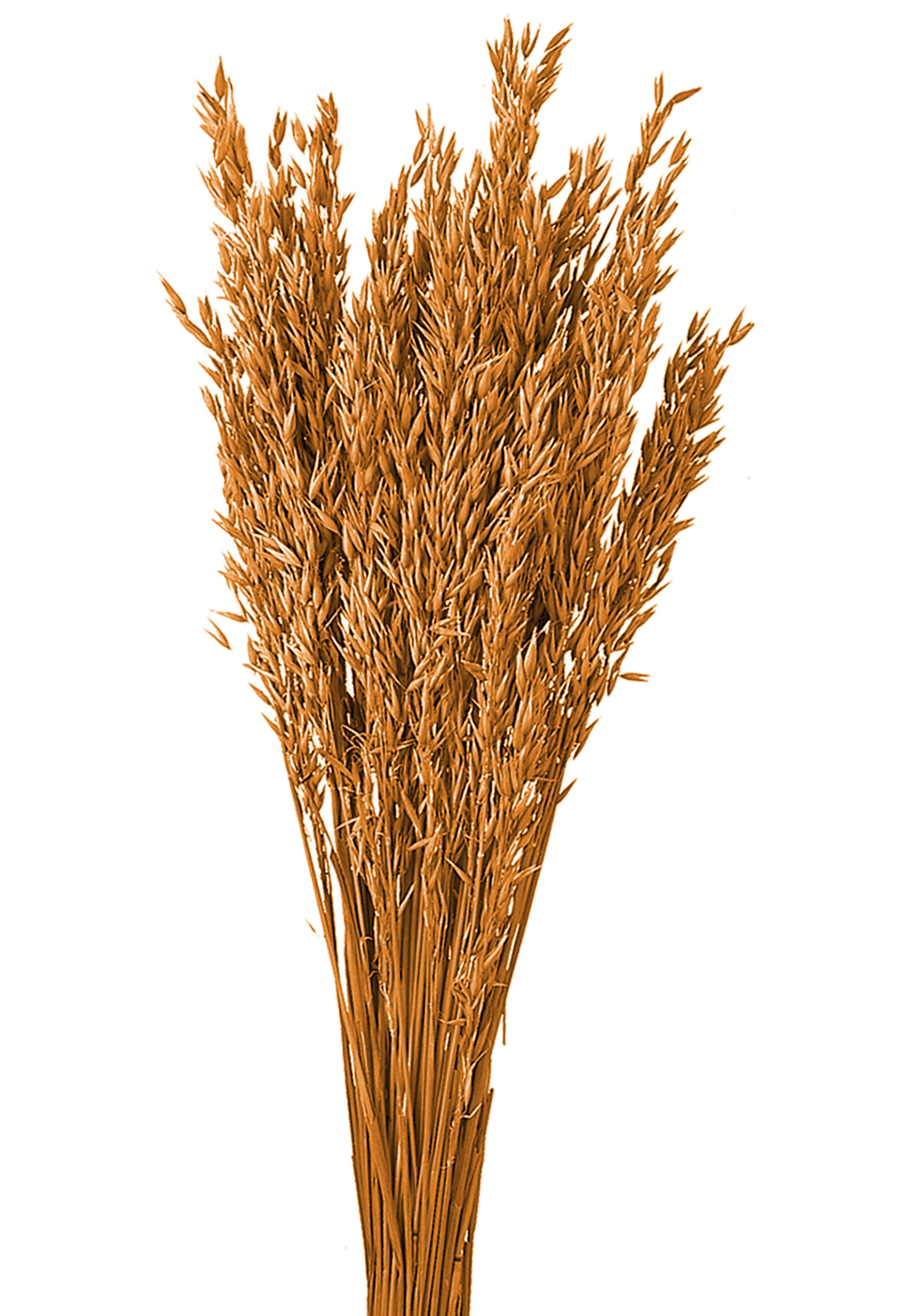 NATURAL PRODUCTS DRIED FLOWERS AND ERBS, COLORED GRASS AND FLOWERS, AVENA COLTIVATA SBIAN/COL A KG.
