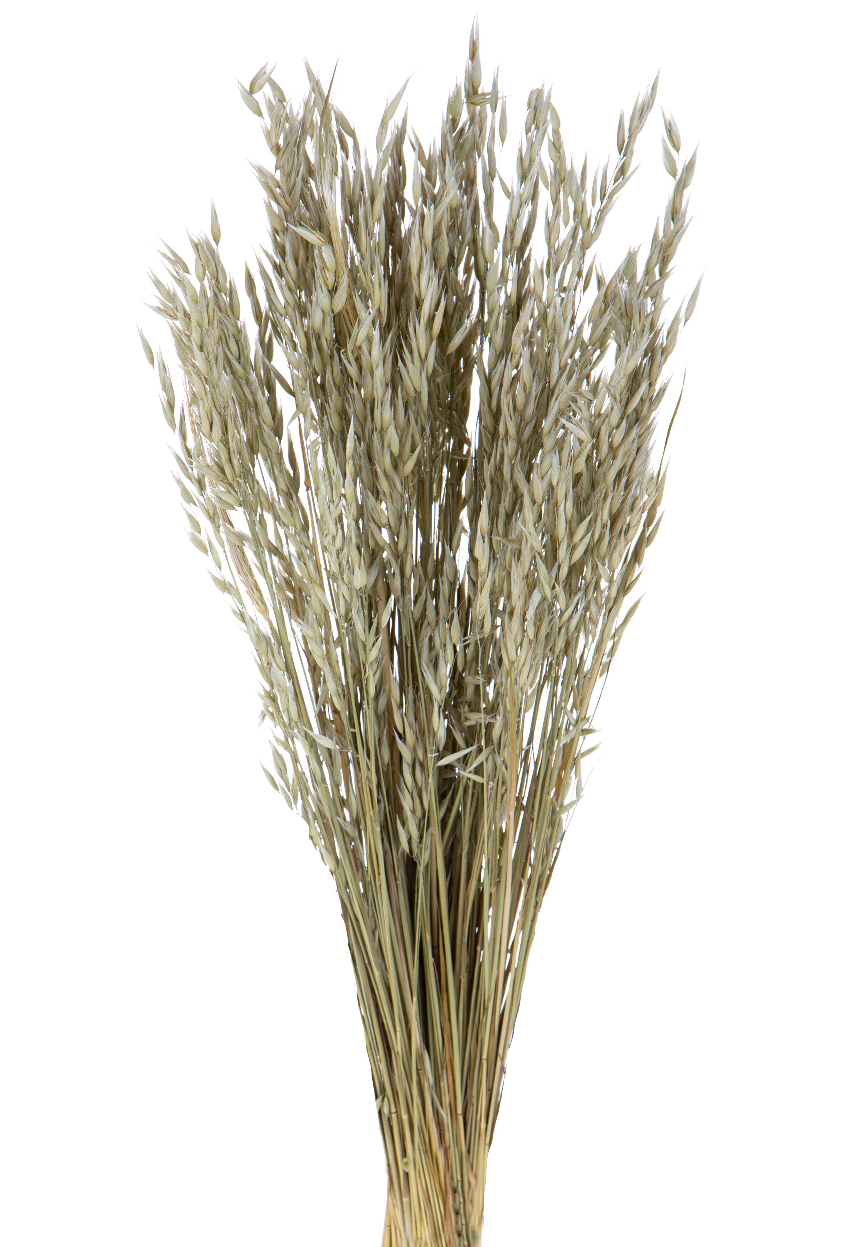 NATURAL PRODUCTS DRIED FLOWERS AND ERBS,AVENA SATIVA COLTIVATA NAT A KG.