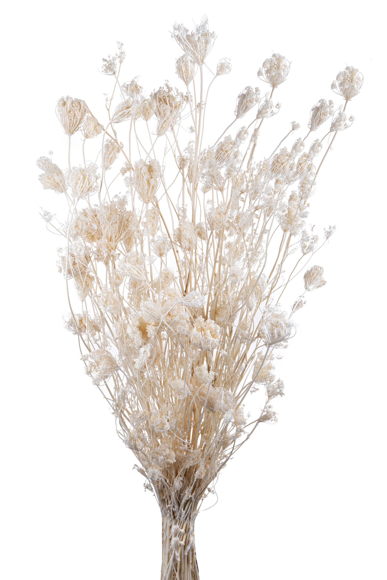 NATURAL PRODUCTS DRIED FLOWERS AND ERBS, COLORED GRASS AND FLOWERS, FINOCCHIO-OMBRELLIFERA SEMI/APER SAC