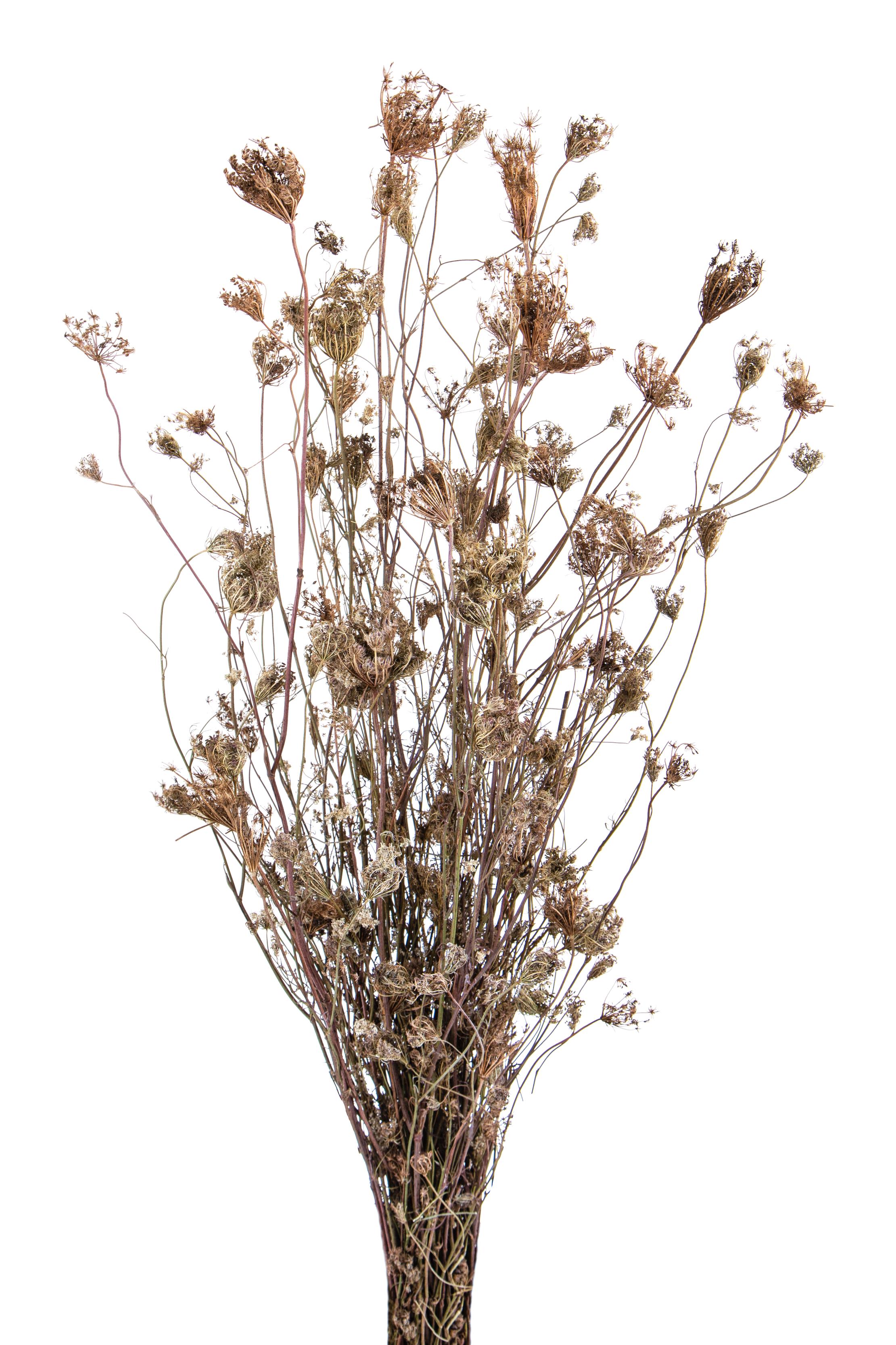 FINOCCHIO-OMBRELLIFERA SEMIAP.CART.**