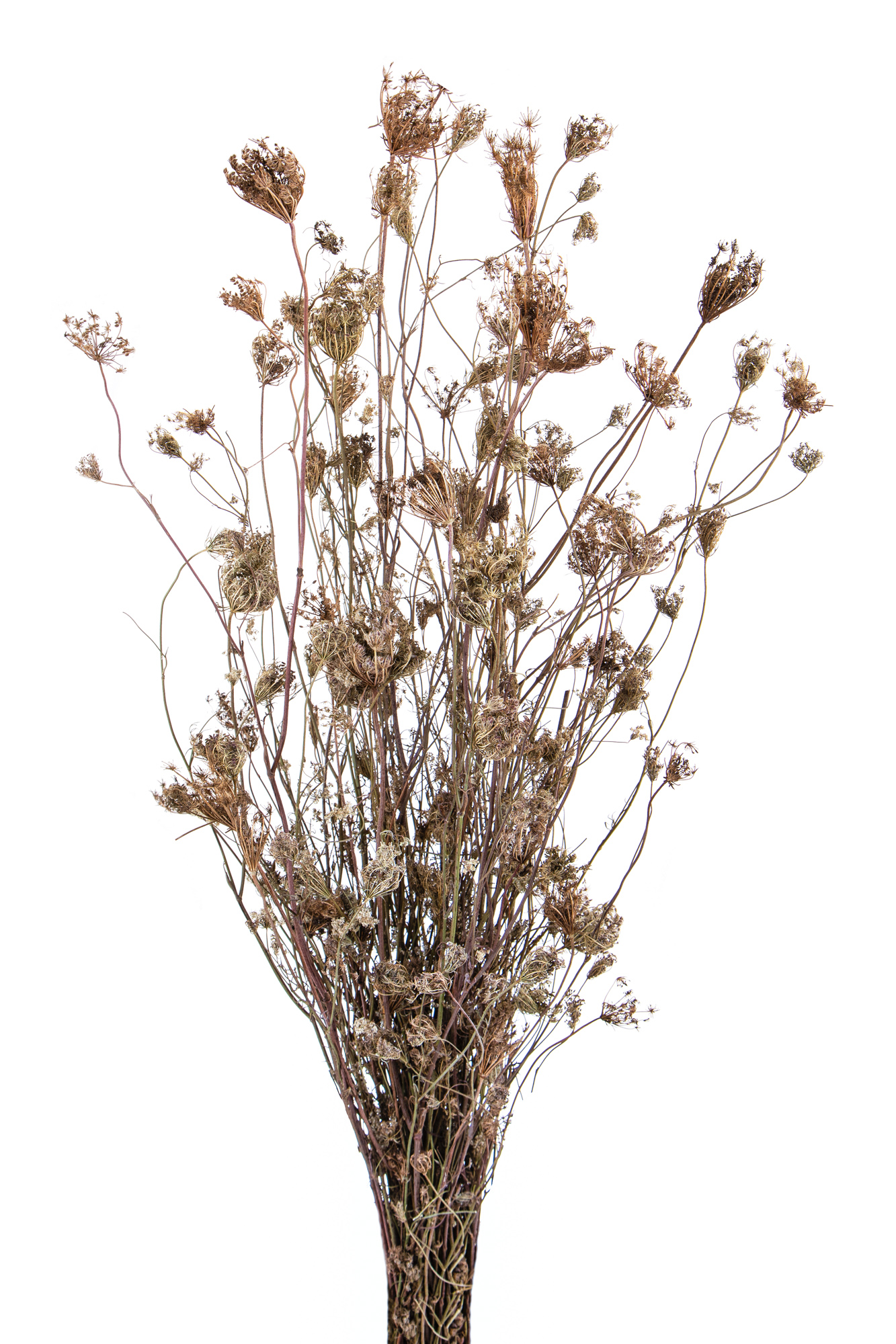 Trockenblumen, Natürliche Gräser, FINOCCHIO-OMBRELLIFERA SEMIAP.NO SAC/CAR