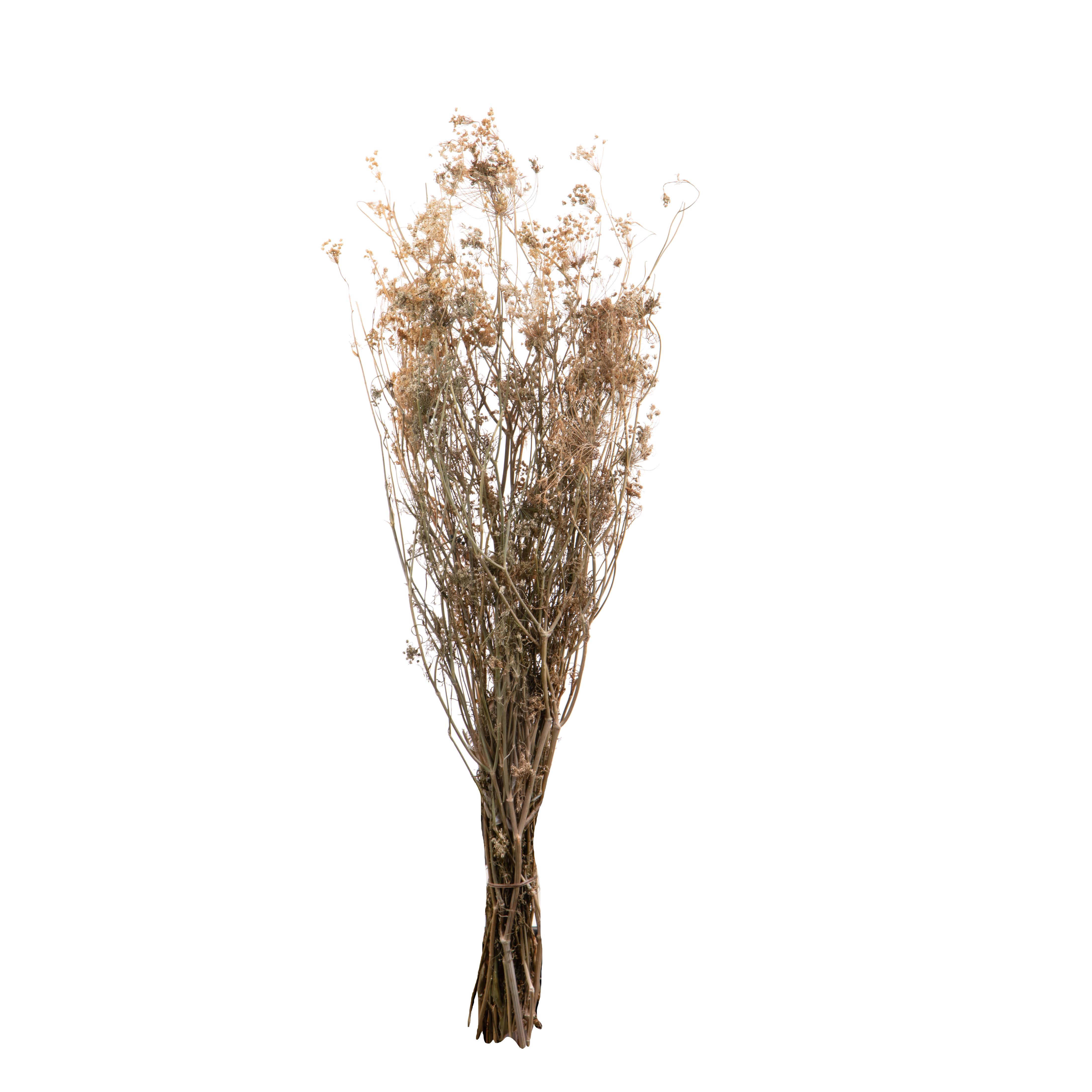 FINOCCHIO-OMBRELLIFERA APERTO NO SACCO