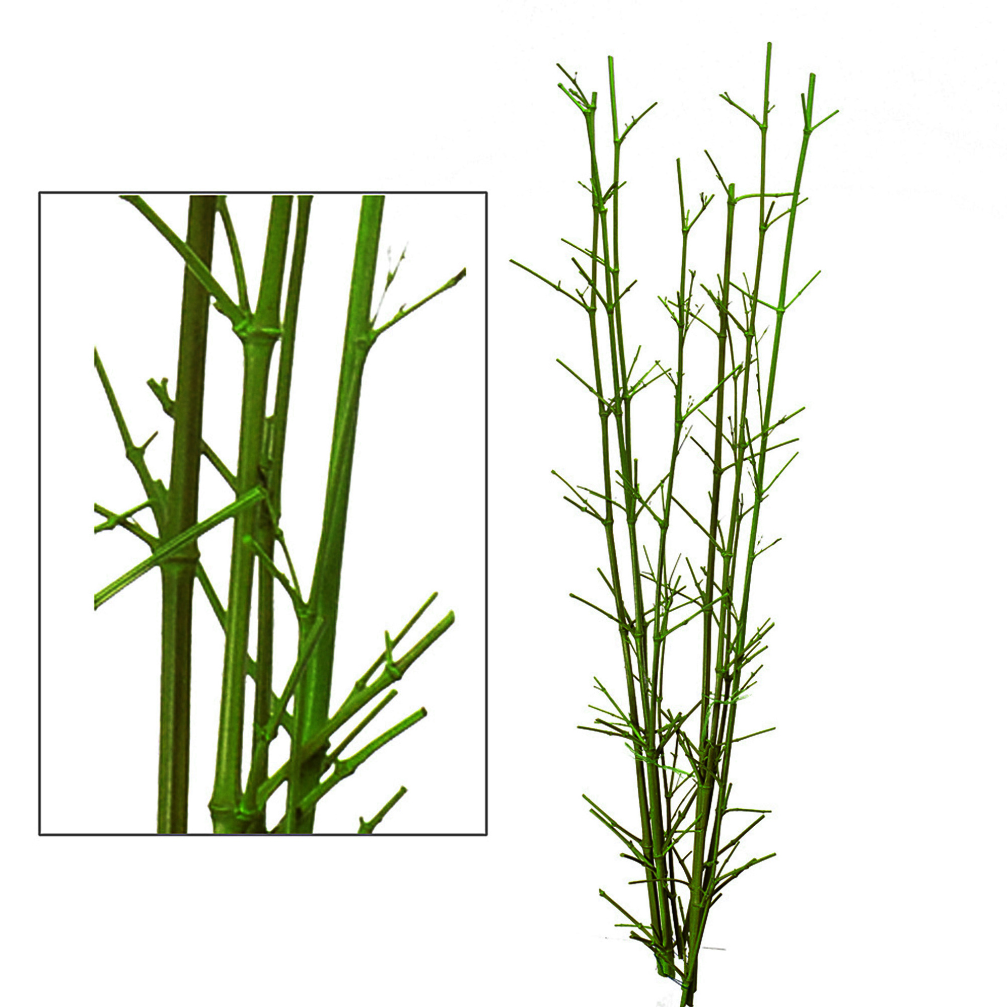 NATURAL PRODUCTS DRIED FLOWERS AND ERBS,CANNA BAMBOO C/PUNTE 120 CM COL
