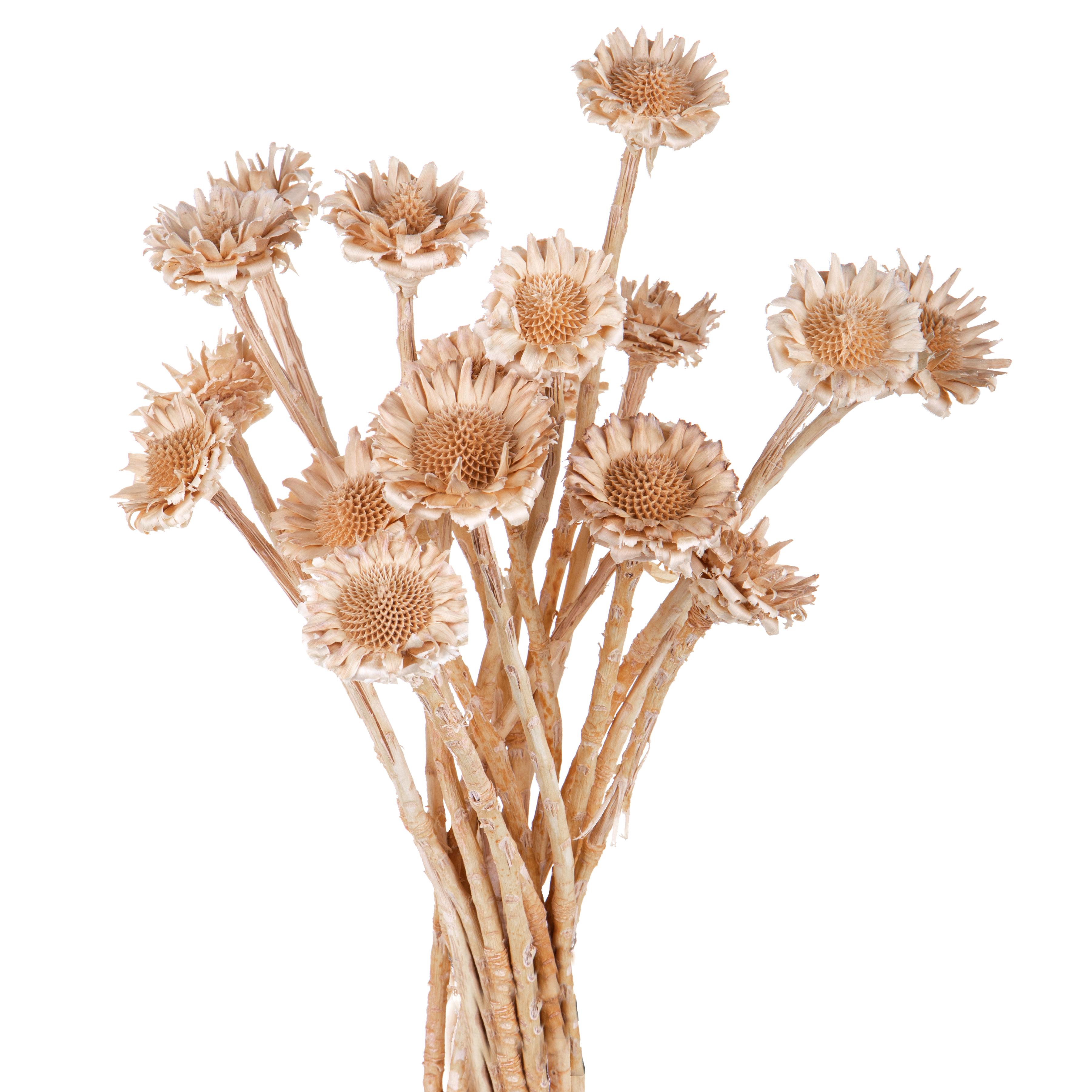 Trockenblumen,Gefürbte Blumen, Grüser, Zweige,EXIMA ROSETTE BL. 1 PZ 30 CM