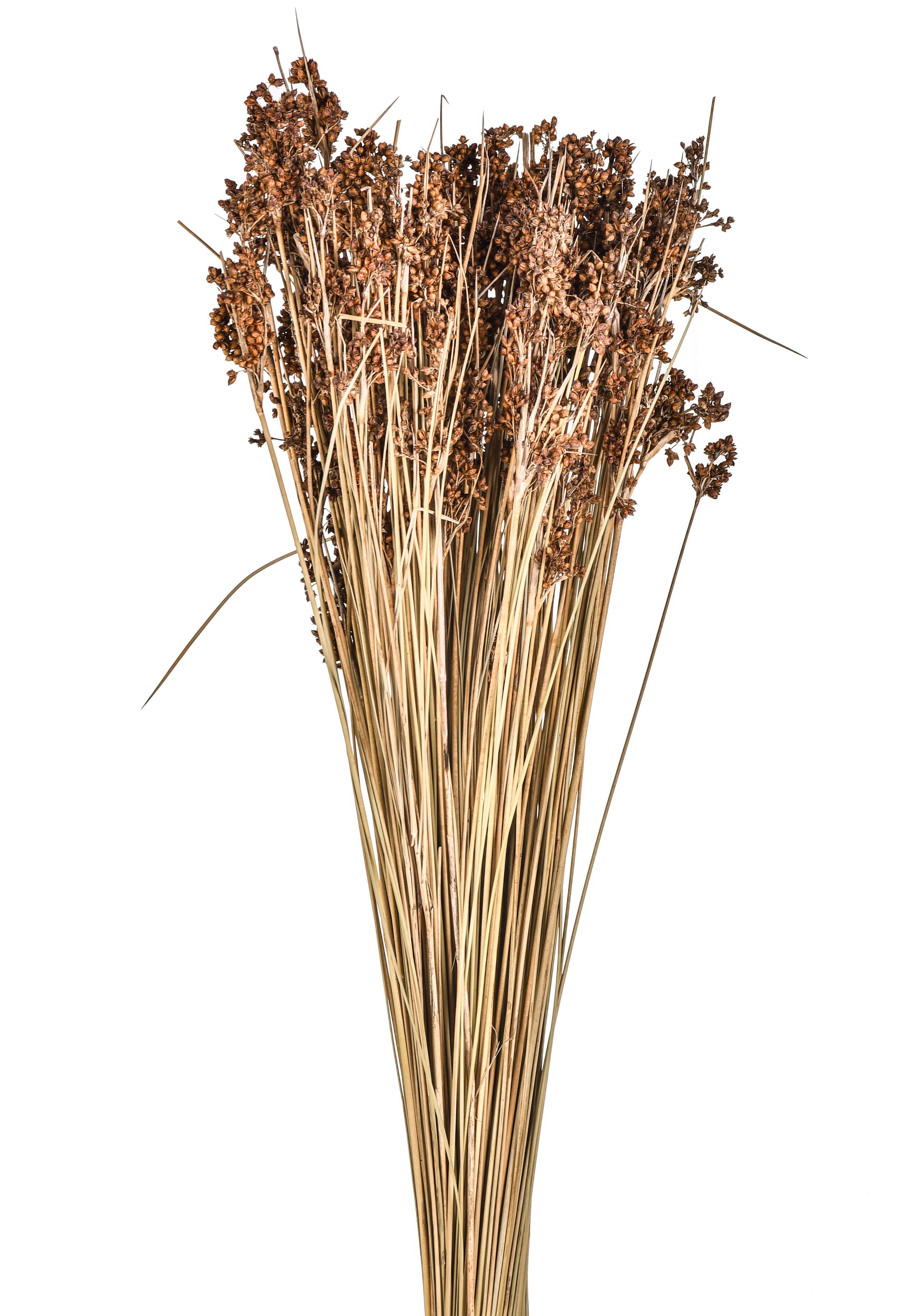 GIUNCO SPINOSO-JUNCUS ACUTUS A MAZZO