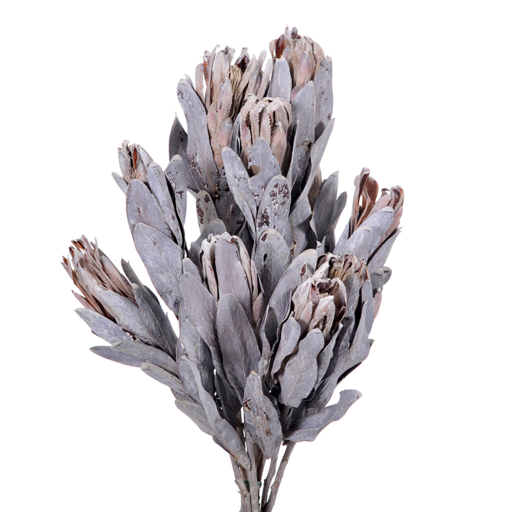 NATURAL PRODUCTS DRIED FLOWERS AND ERBS, EXOTICS AND DECORATION, PROTEA COMPACTA C/FOGLIE 30 CM  CAL.