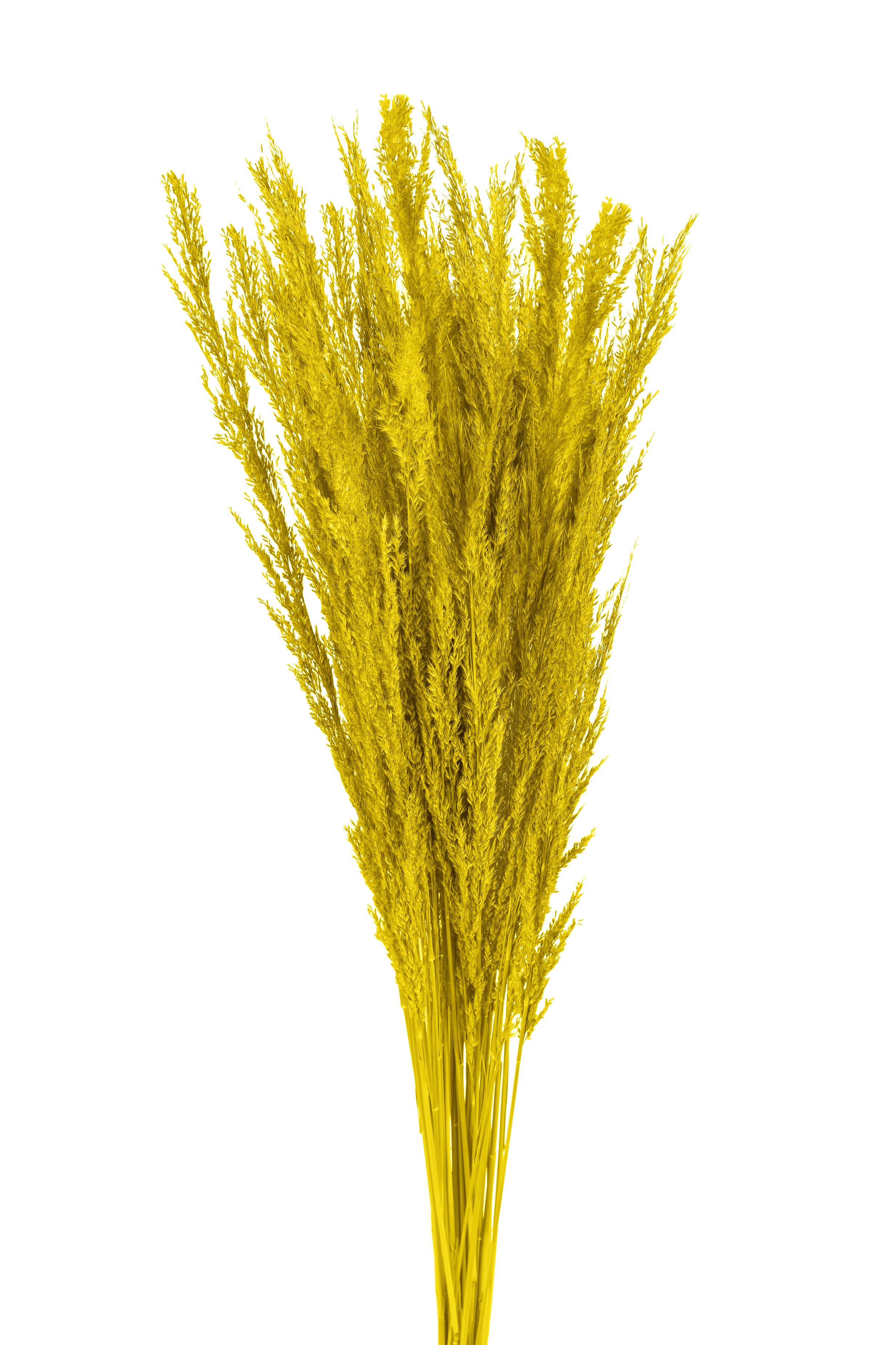 NATURAL PRODUCTS DRIED FLOWERS AND ERBS, COLORED GRASS AND FLOWERS, PIUME ERIANTHUS 20 PZ CA 110 C.A SAC