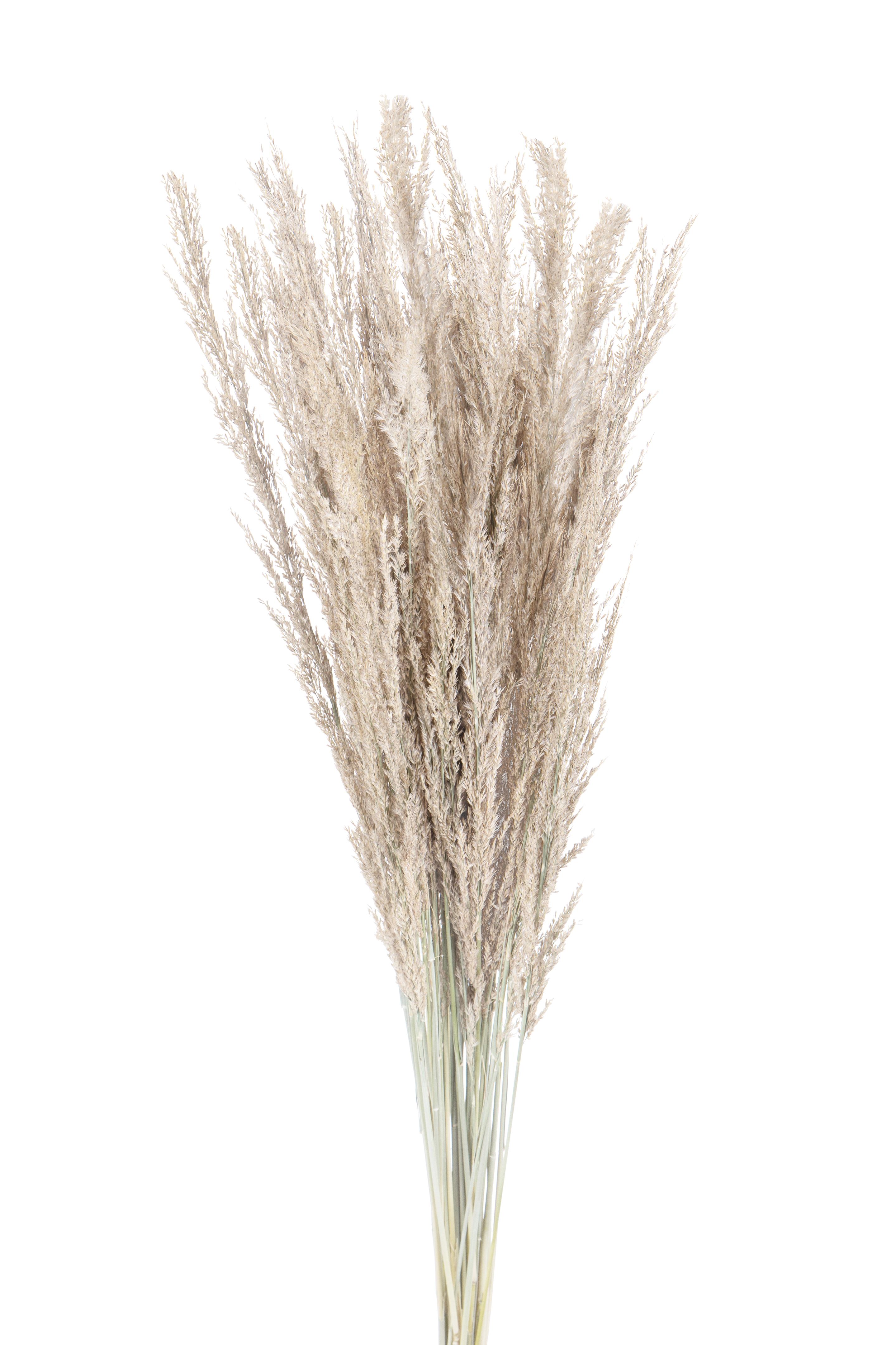 NATURAL PRODUCTS DRIED FLOWERS AND ERBS, COLORED GRASS AND FLOWERS, PIUME ERIANTHUS 20 PZ C.A FINI 110 CM