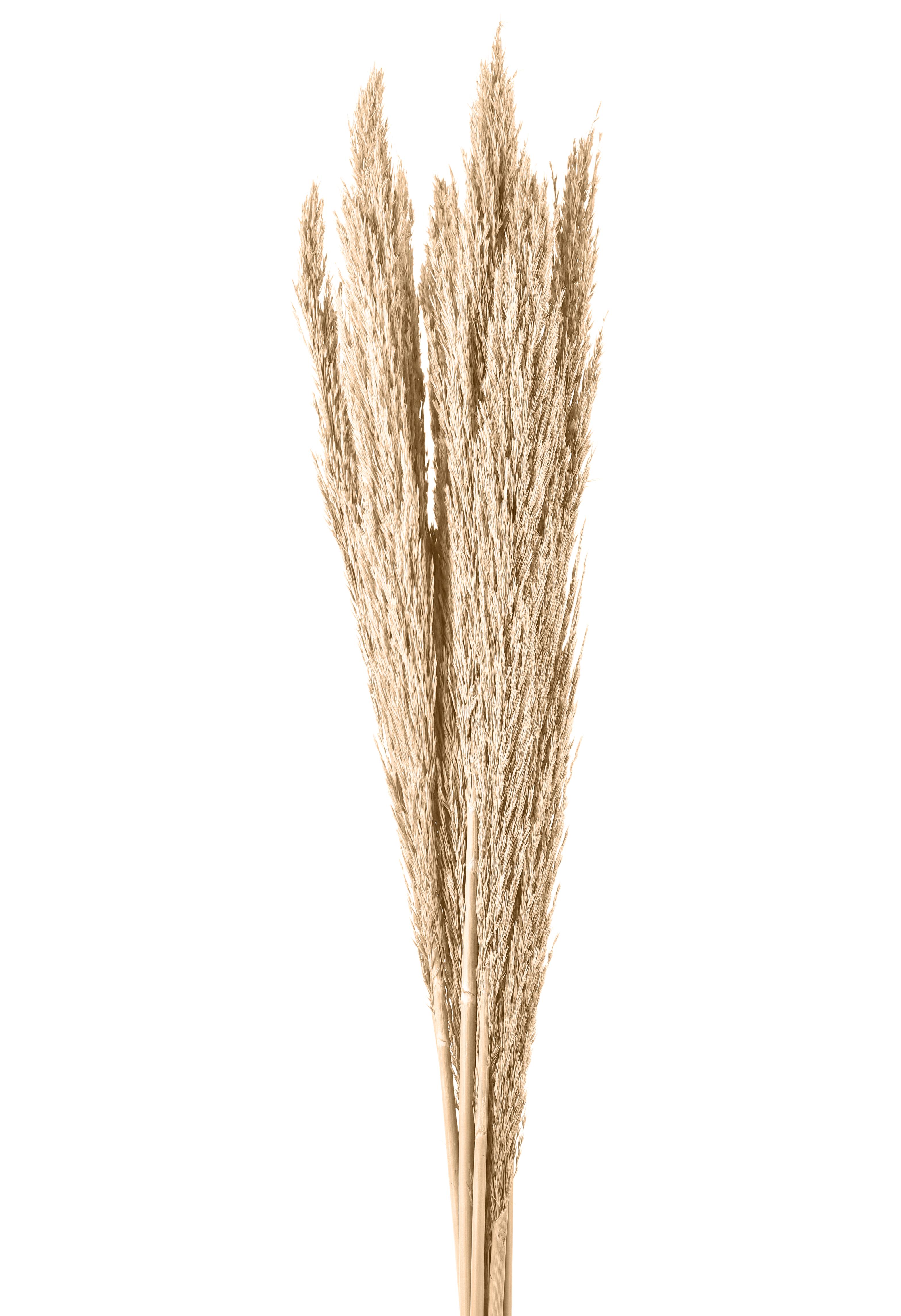 NATURAL PRODUCTS DRIED FLOWERS AND ERBS, COLORED GRASS AND FLOWERS, PIUME CANNE PALUDE 10 PZ 115 CM SBIANC
