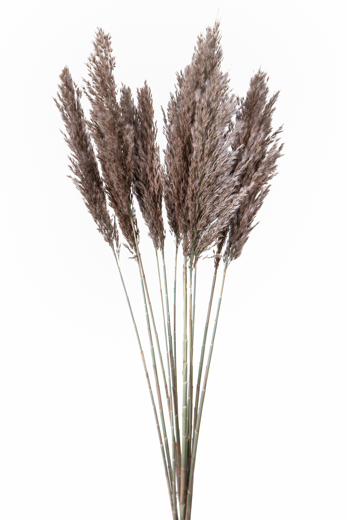 Trockenblumen, BLUMEN, FRÜCHTE UND NATÜRLICHE PROTEKTE, CANNE PIUMA DOM. 10 PZ C.A. 115 CM CART