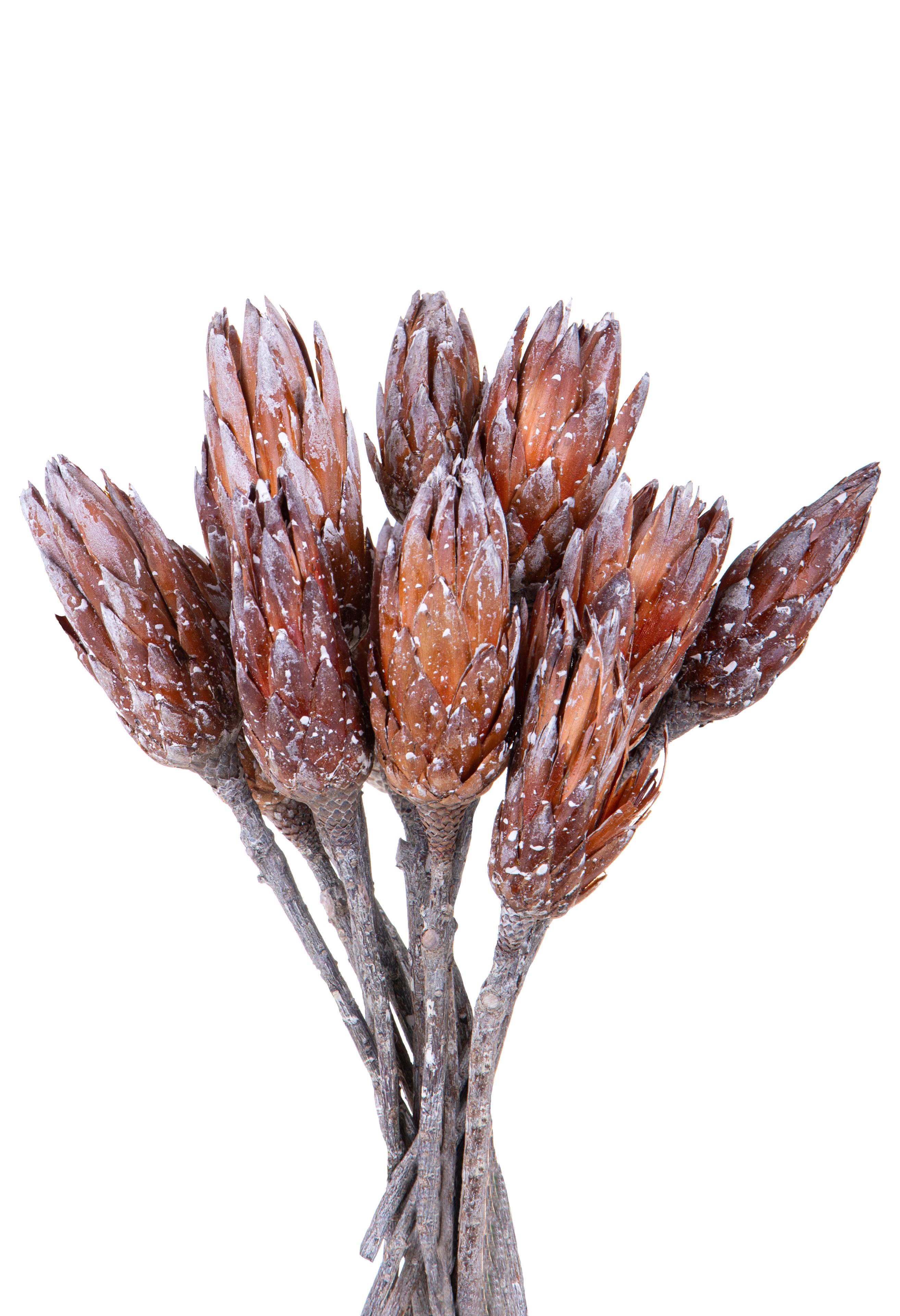 NATURAL PRODUCTS DRIED FLOWERS AND ERBS, EXOTICS AND DECORATION, REPENS CALCINATA 1 PZ 30 CM