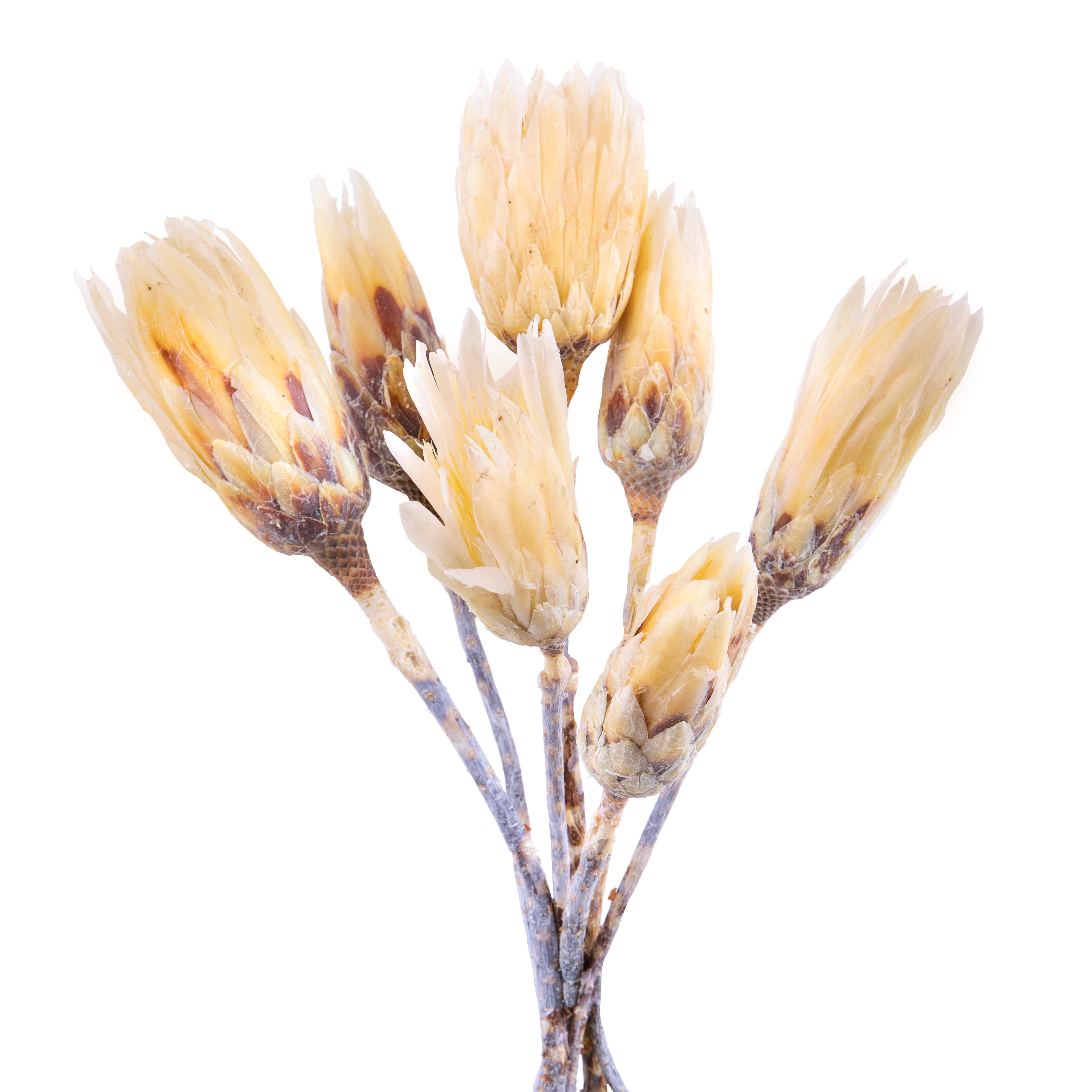 NATURAL PRODUCTS DRIED FLOWERS AND ERBS, FLOWERS, FRUITS AND NATURAL PROTEES, REPENS NAT. 1 PZ 30 CM SBIANCATA