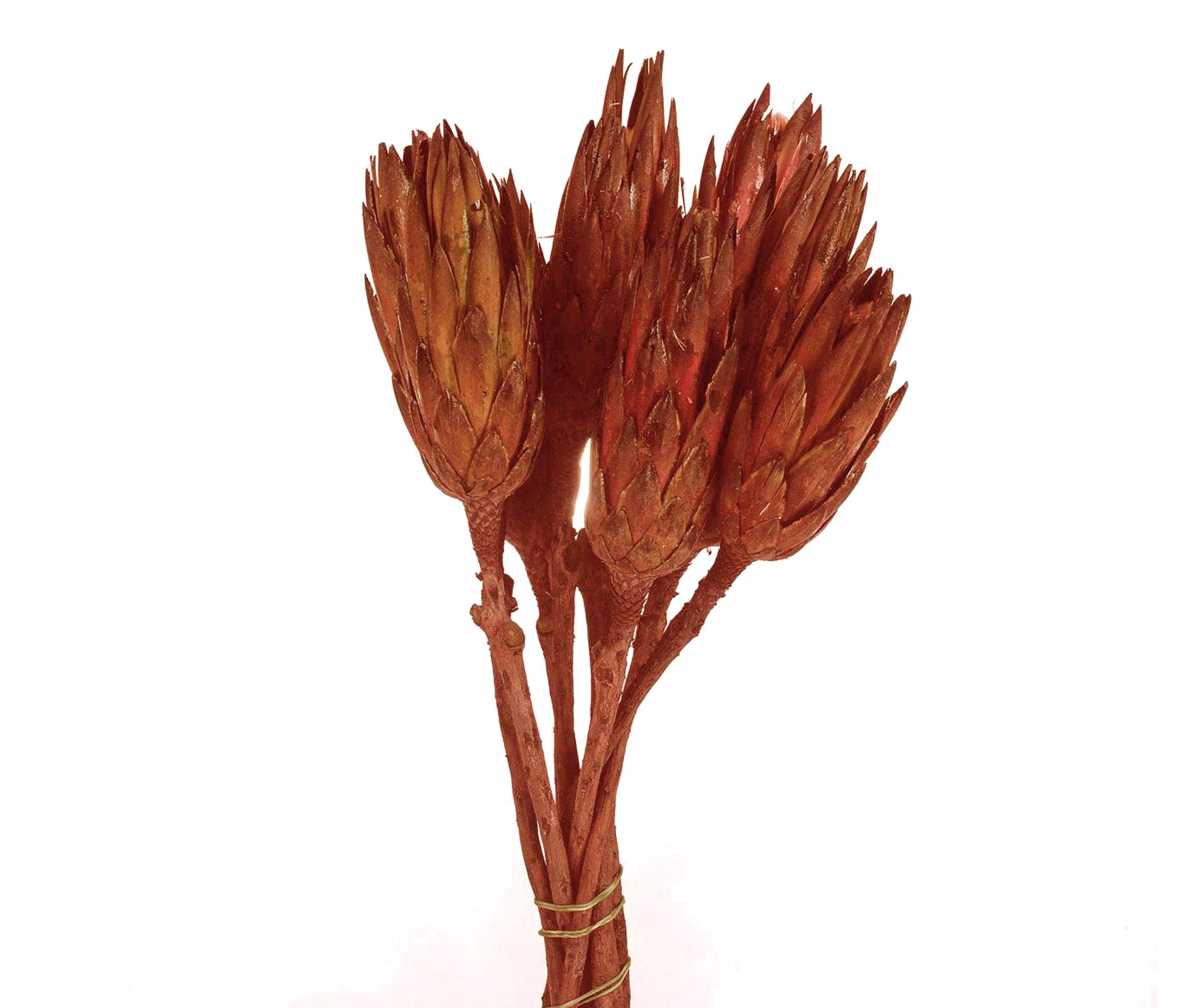 Trockenblumen, Exotisch, Zweige und Dekorationen, REPENS COLORATA 1 PZ 30 CM