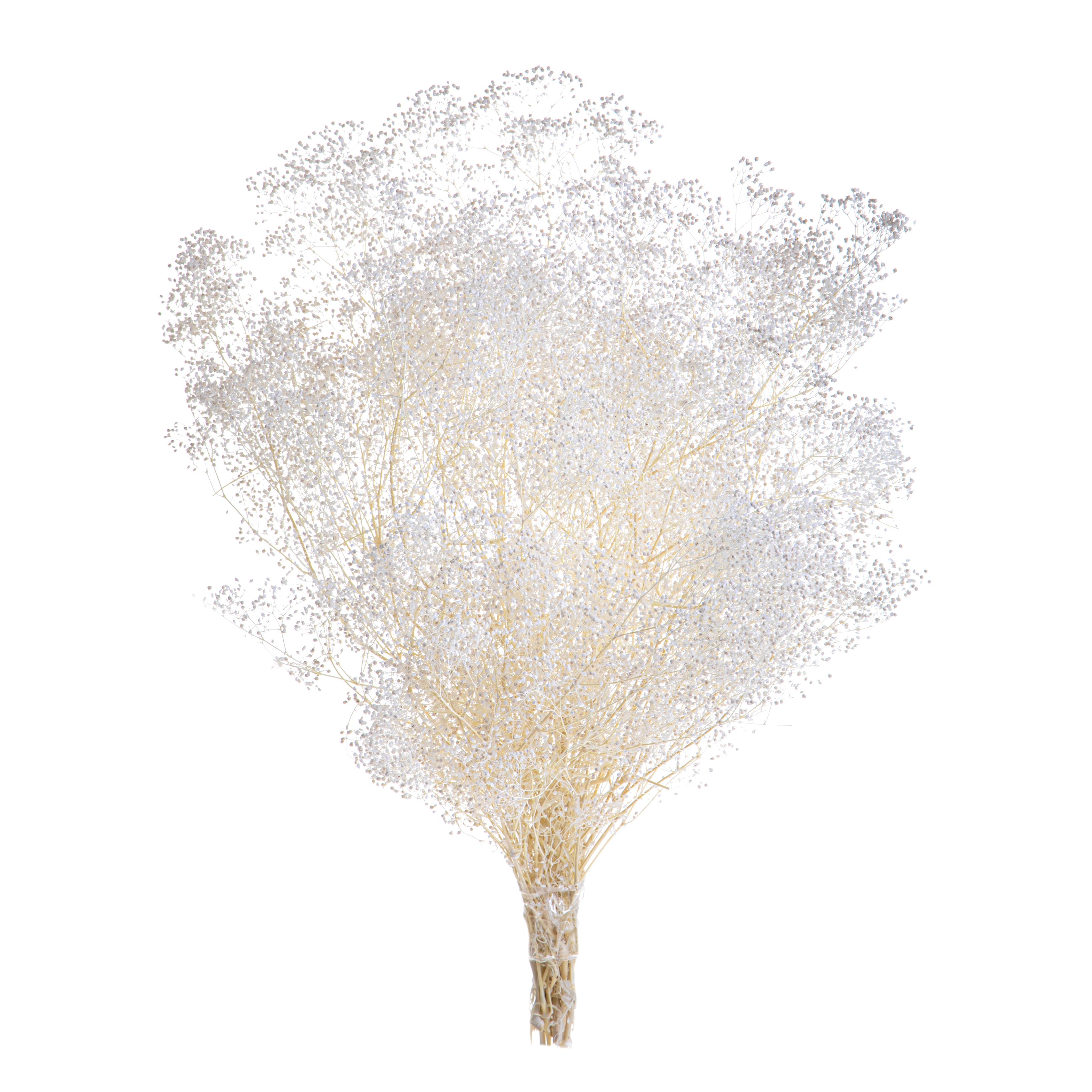 GYPSOPHILA MINI PRESERVATA C/SACCO