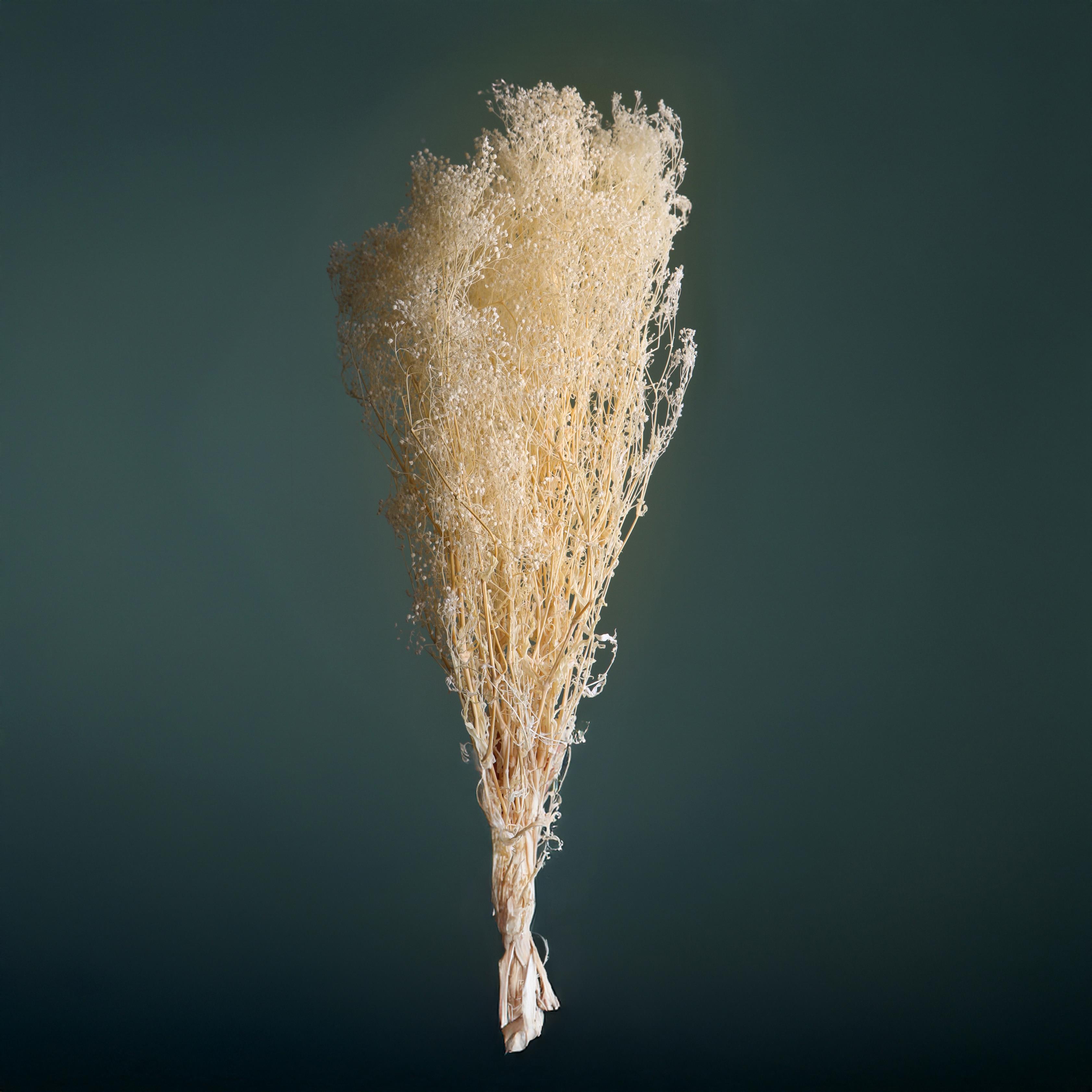 GIPSOPHILA MINI PRESERVATA C/SACCO