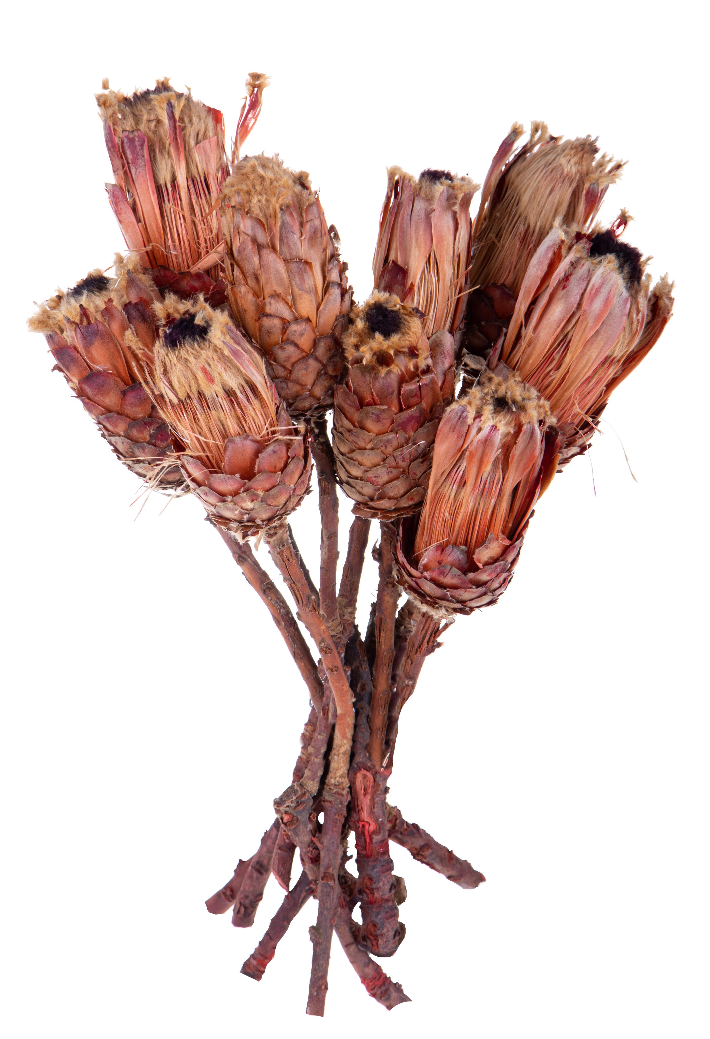 NATURAL PRODUCTS DRIED FLOWERS AND ERBS, FLOWERS, FRUITS AND NATURAL PROTEES, BARBIGERA MAGNIFICA 1 PZ 40 CM MEDIUM