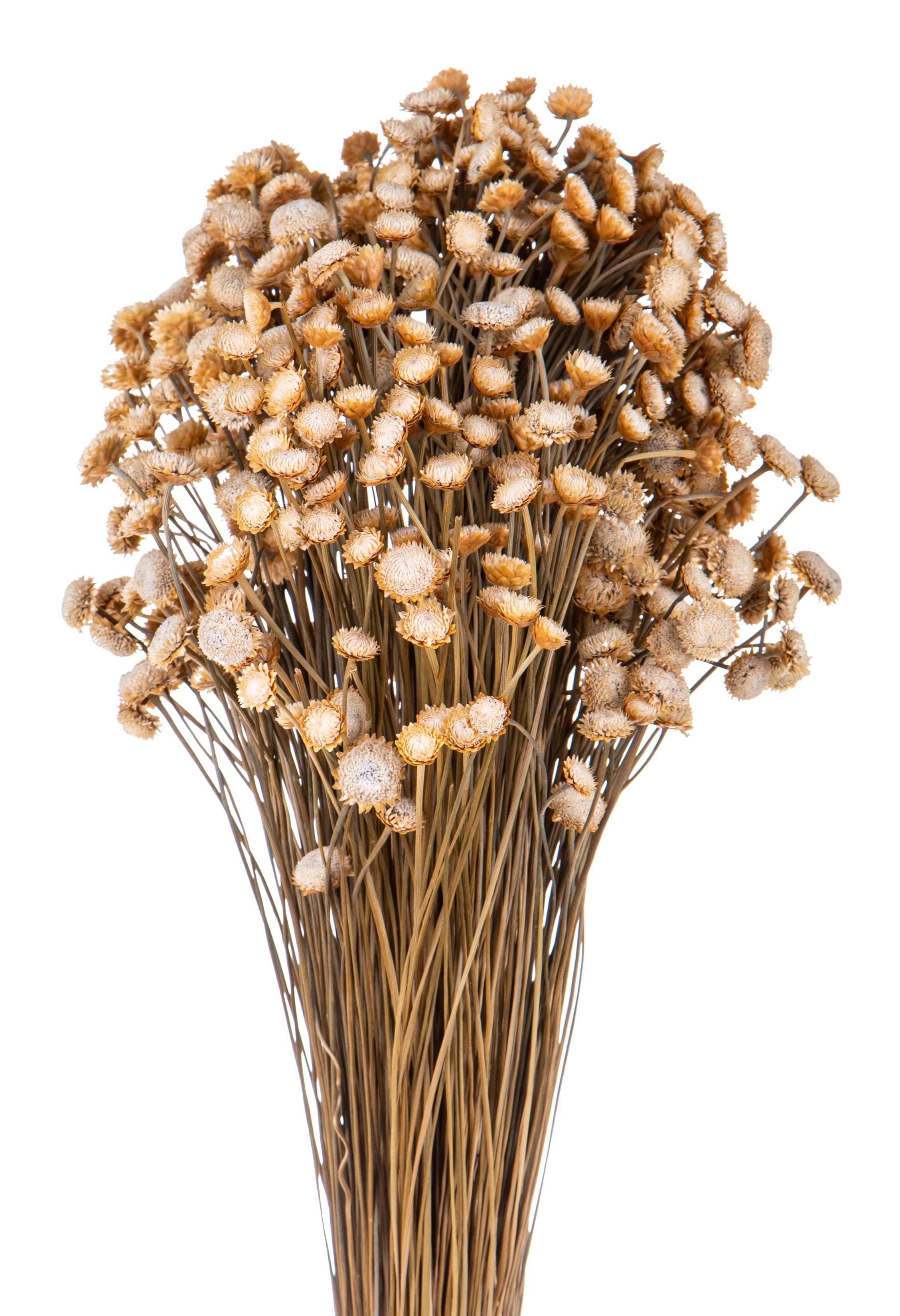 NATURAL PRODUCTS DRIED FLOWERS AND ERBS, NATURAL GRASS, BOTTONE DOURADO MAZZO NAT.