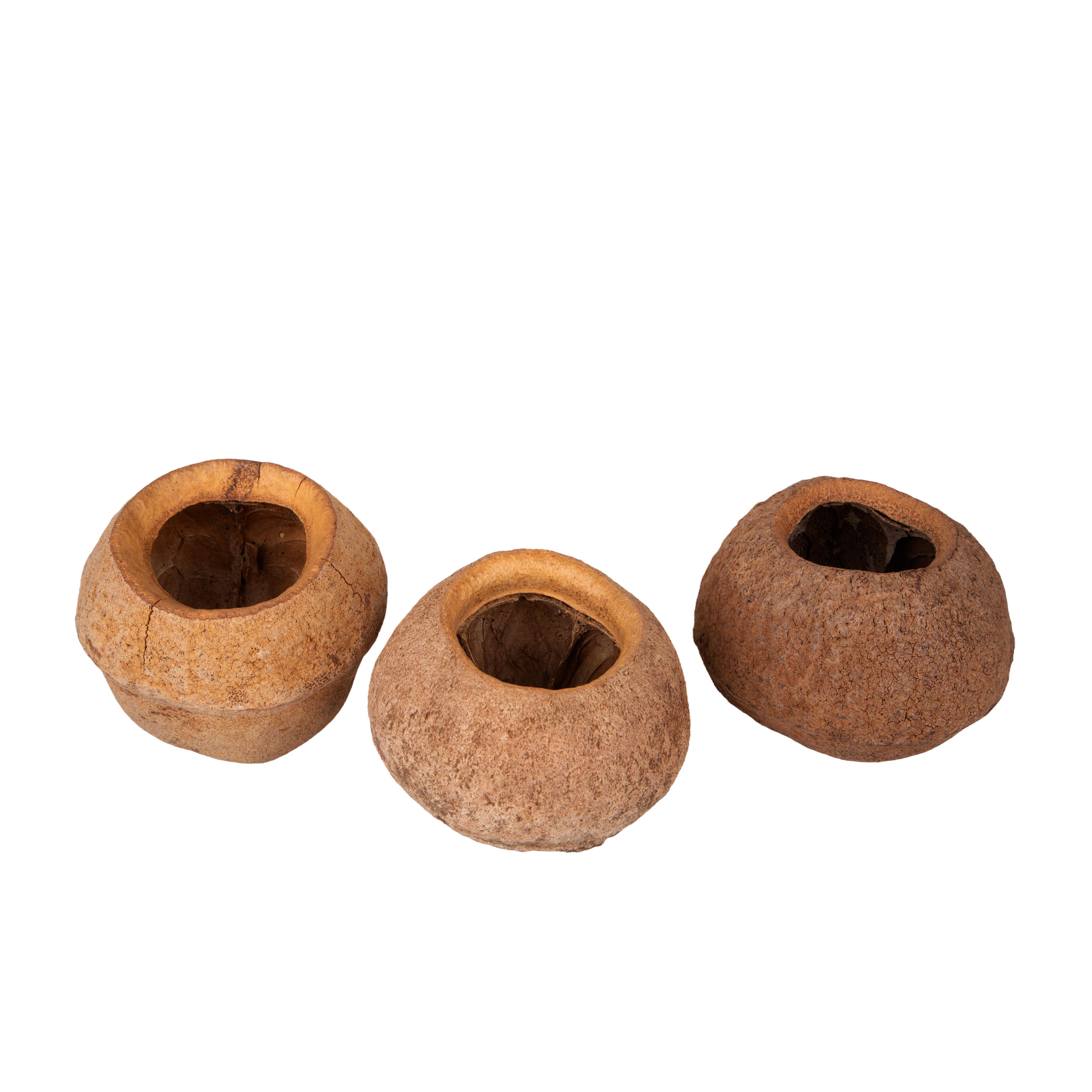 PRODOTTI NATURALI FIORI E RAMI ESSICCATI, PIGNE, FRUTTI e coco's SFUSI, SAPUCAIA NATURALE 1 PZ SFUSO CARTONE