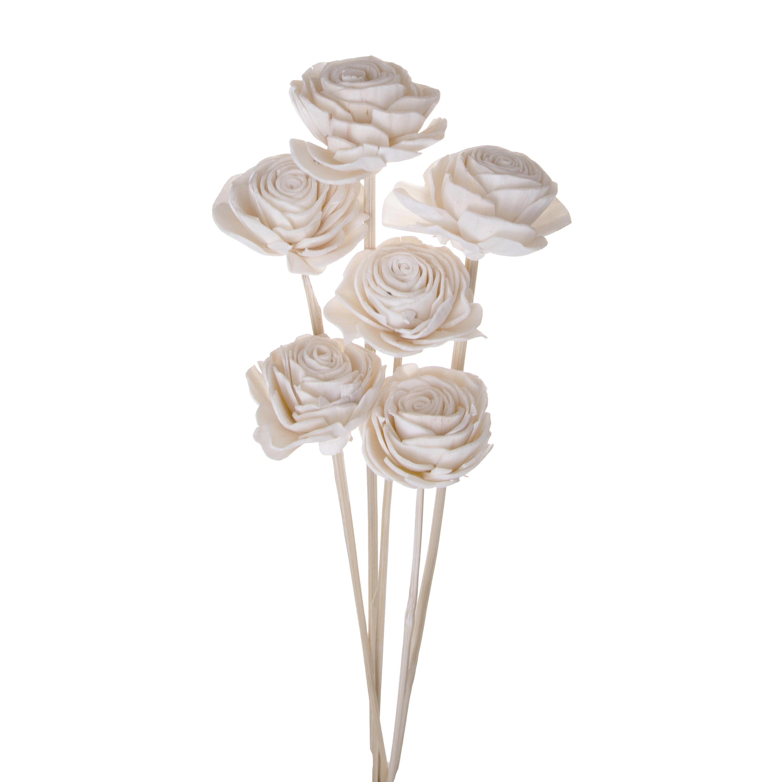 ROSE BEAUTY SOLA 6 CM 6 PZ GAMBATA
