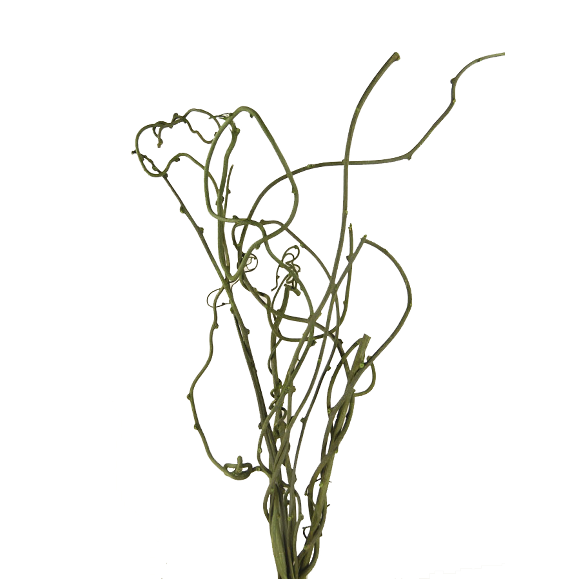 Fleurs et erbs sèchèes, Branches et dcorations exotiques, KIWI 10 PZ COLORATI 100 CM C.A.