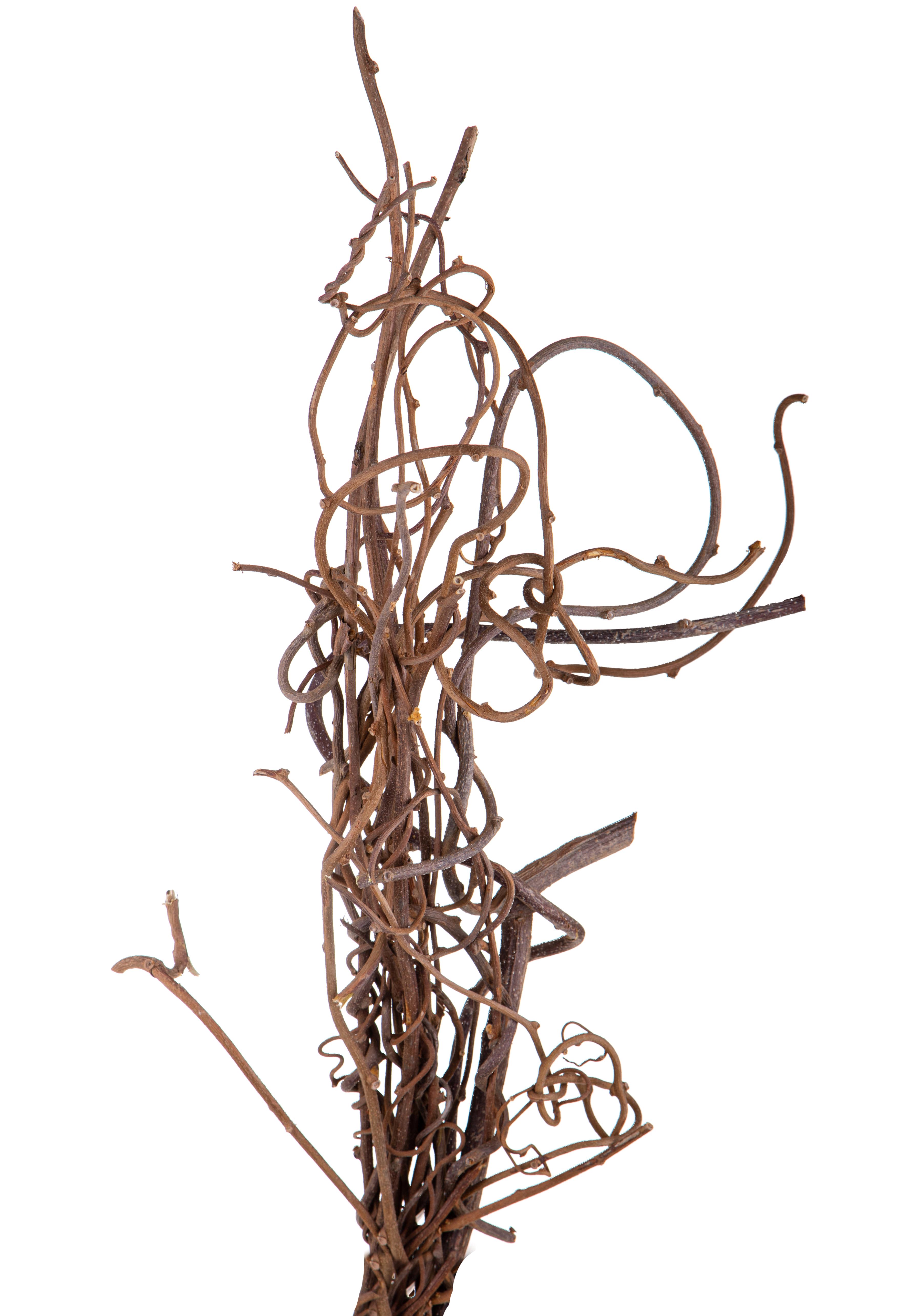 Trockenblumen, Exotisch, Zweige und Dekorationen, KIWI 10 PZ NATURALI NO SACCO 100 CM C.A
