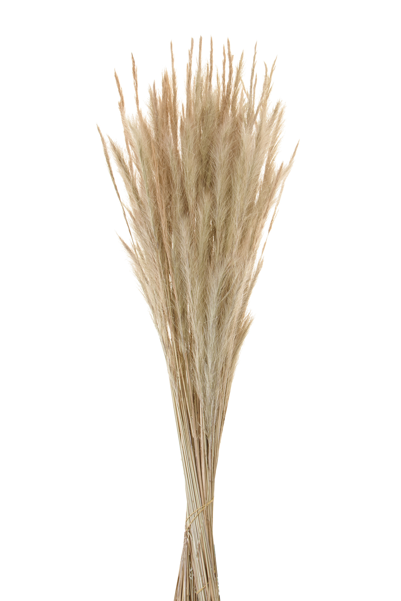 NATURAL PRODUCTS DRIED FLOWERS AND ERBS,FLOWERS, FRUITS AND NATURAL PROTEES,ERBA VOLPE 105 CM C.A. MZ SACCO