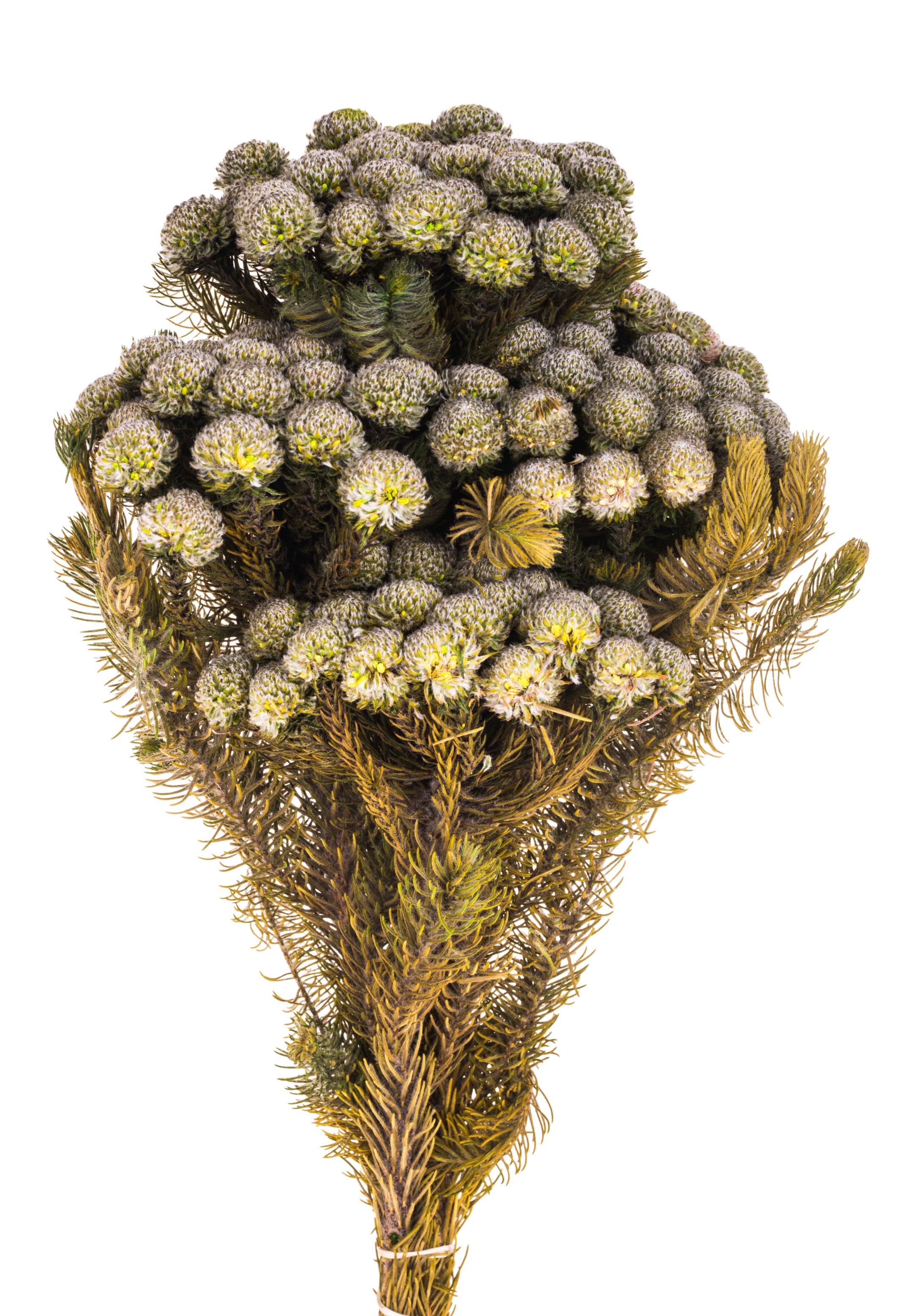 NATURAL PRODUCTS DRIED FLOWERS AND ERBS,BRUNIA ALBIFLORA 25 CM MAZZO SAC.