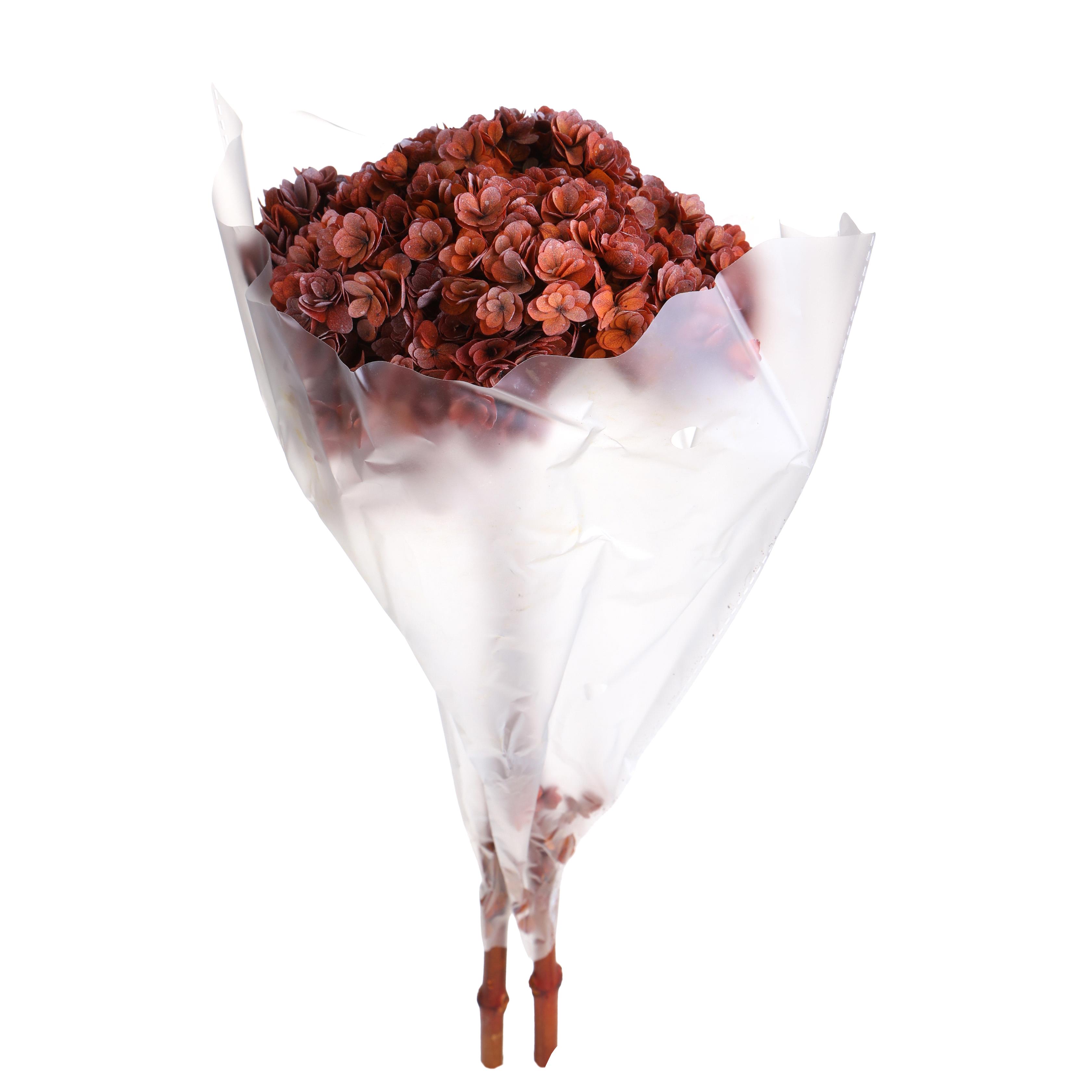 ORTENSIA 60 CM 1/2 PZ PRESERVA.AUTUN