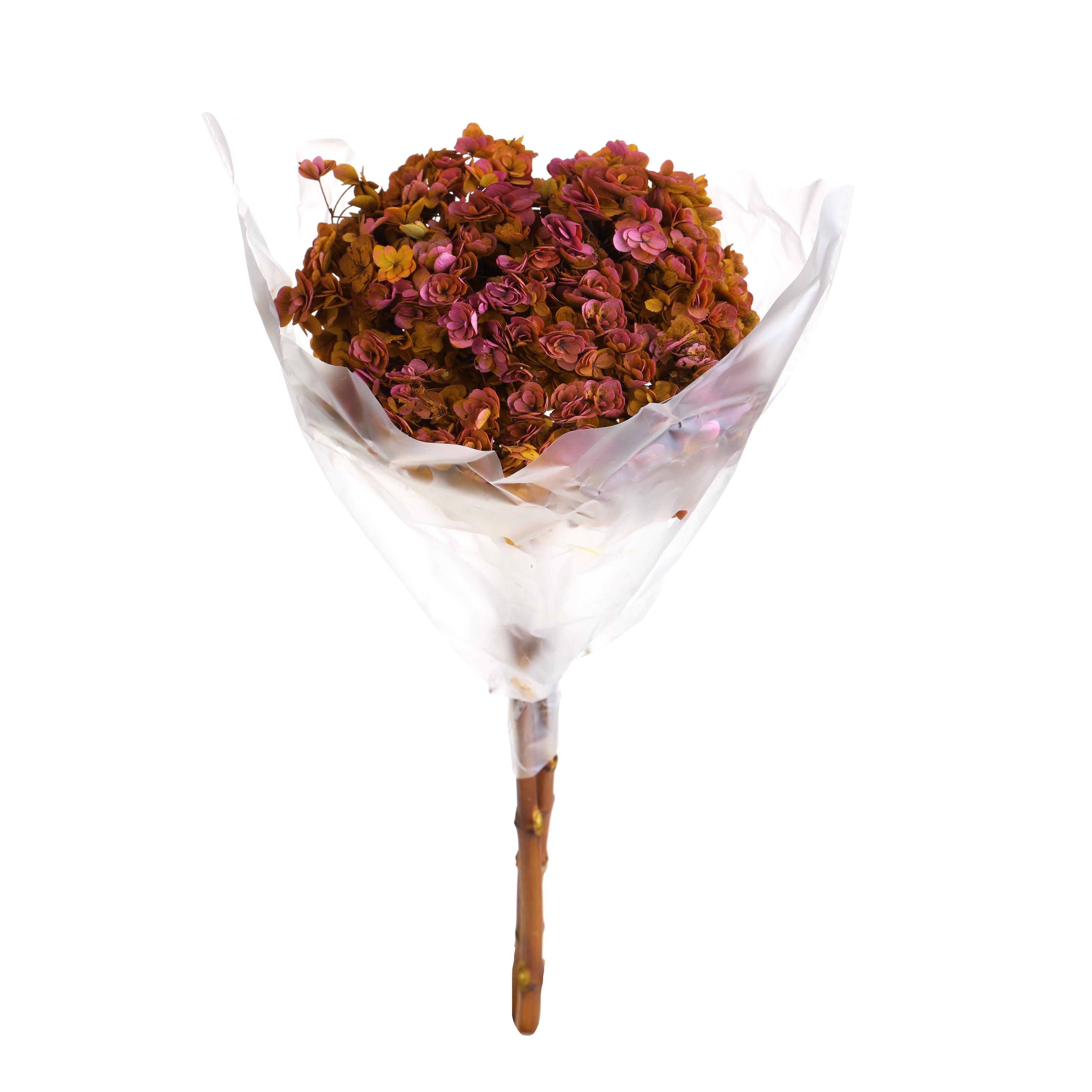 ORTENSIA 60 CM 1/2 PZ PRESERVA.AUTUN