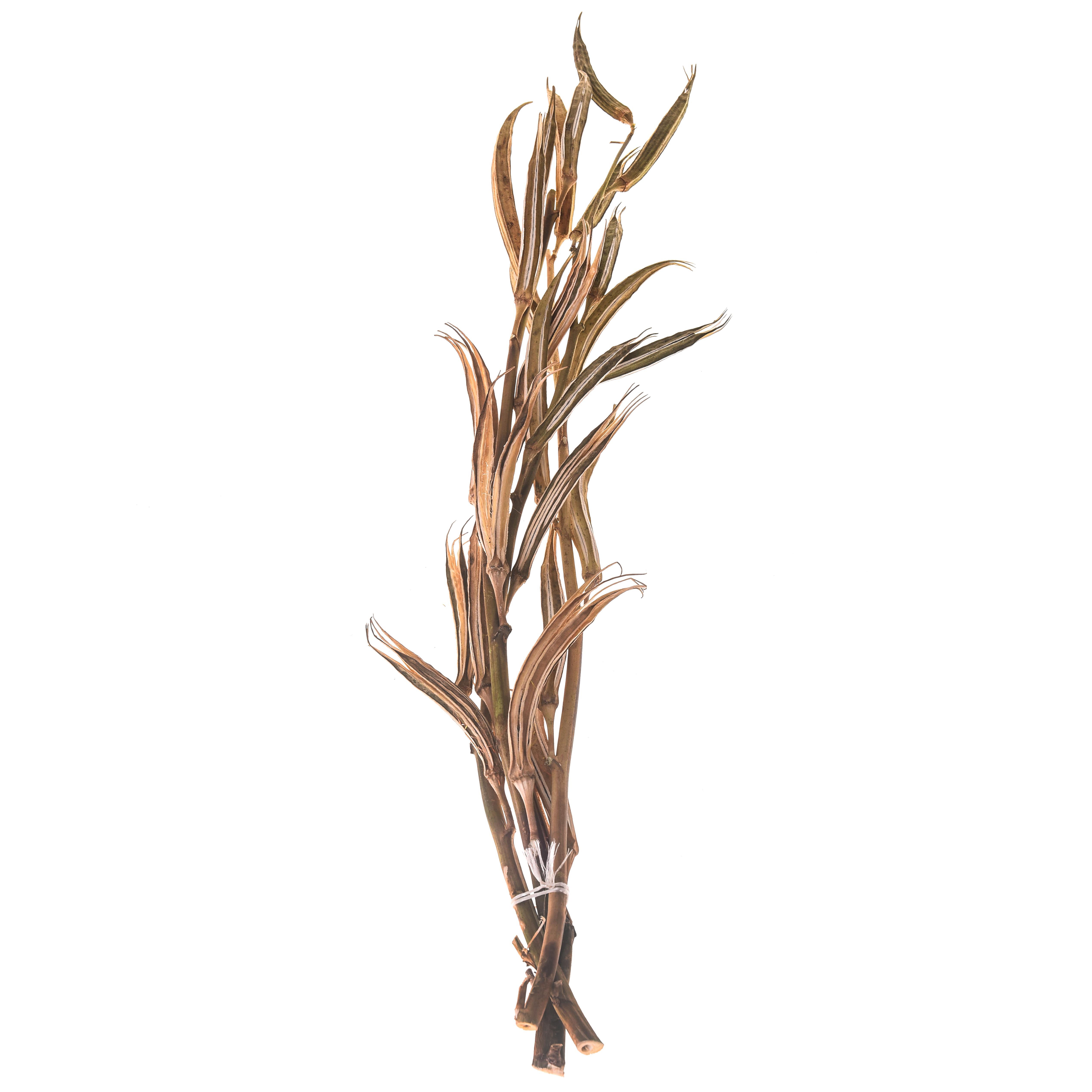 Trockenblumen, Exotisch, Zweige und Dekorationen, OKURA 3 PZ NATURALE 95 CM NO SACCO
