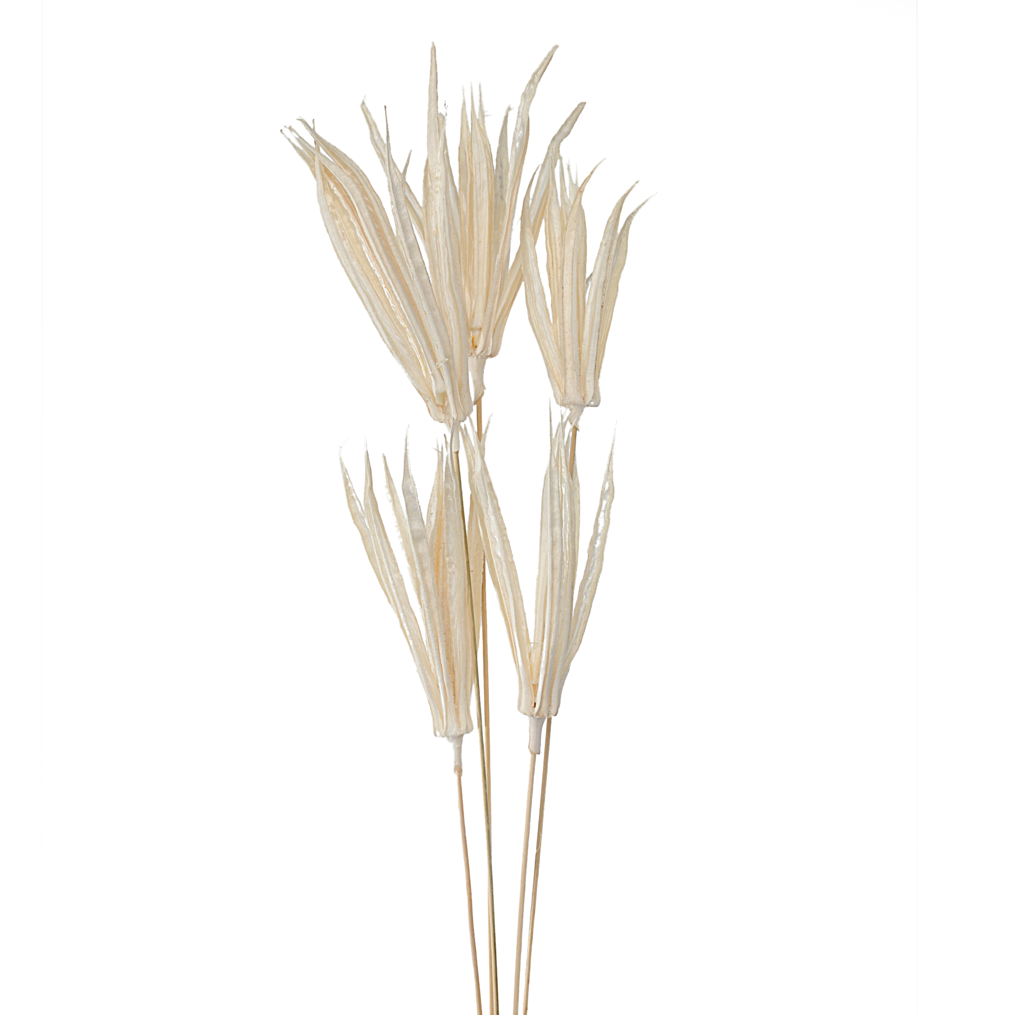 NATURAL PRODUCTS DRIED FLOWERS AND ERBS,OKURA GAMBATA 5 PZ. SBIAN. 75 CM