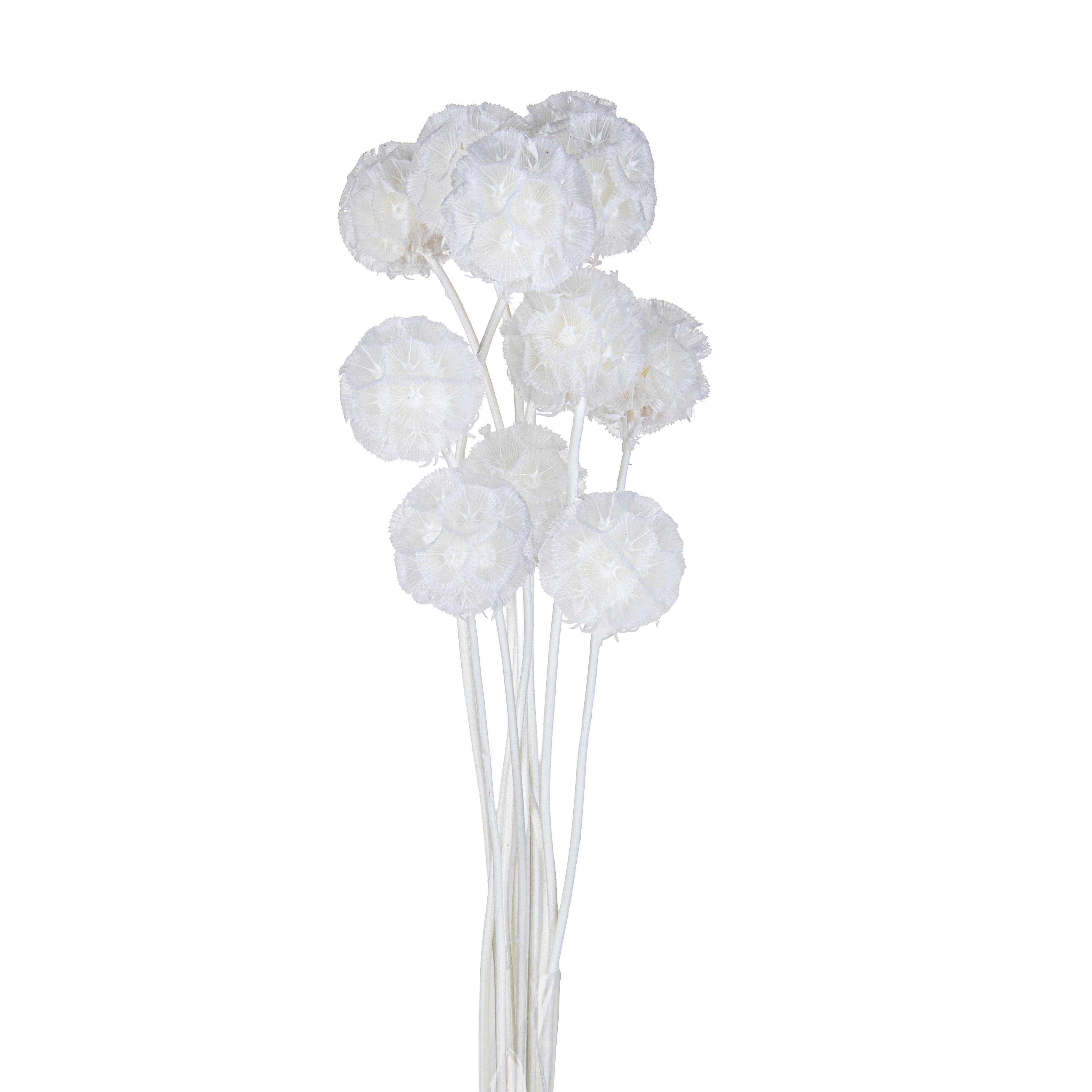 SCABIOSA STELLATA 10 PZ 50 CM