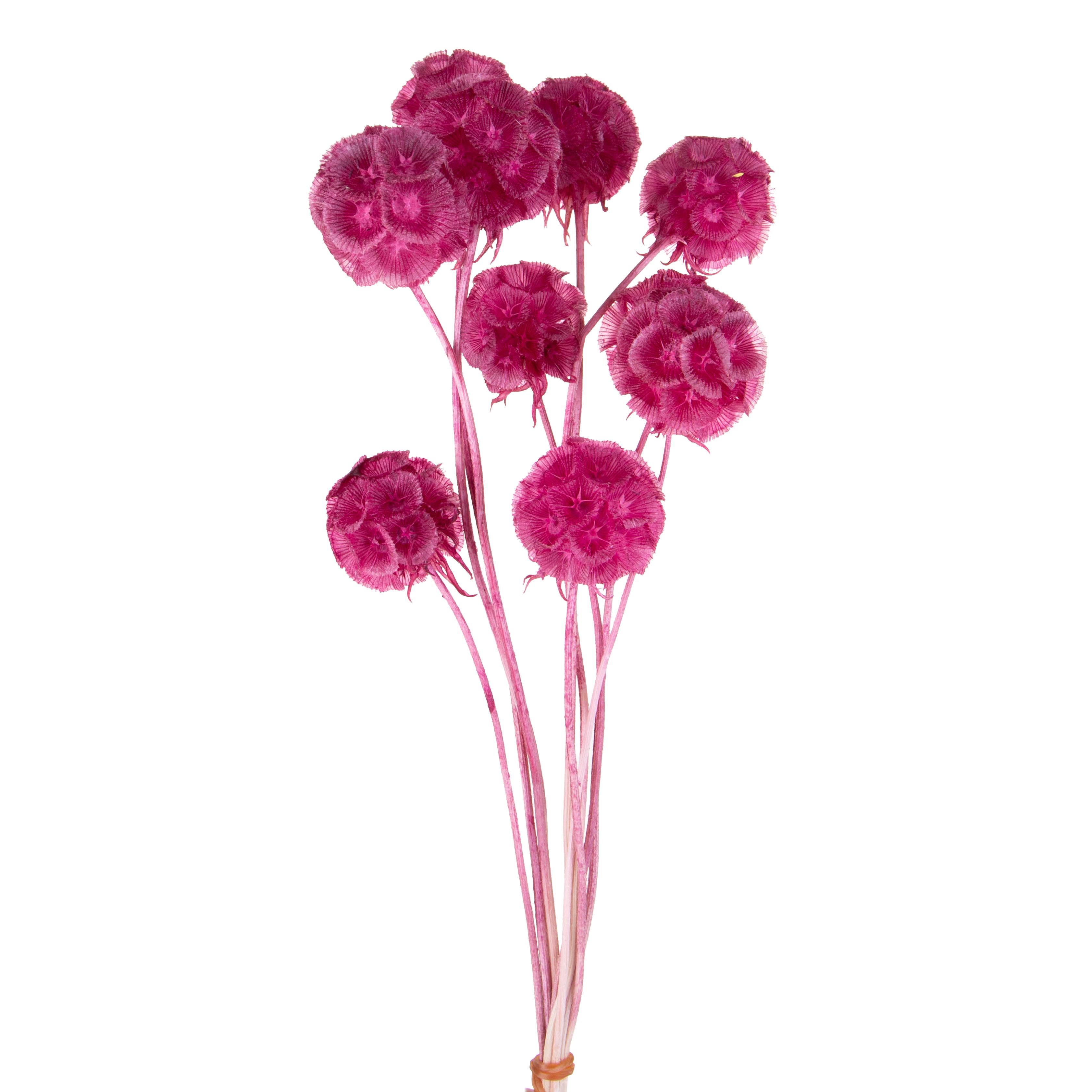 SCABIOSA STELLATA 10 PZ 50 CM