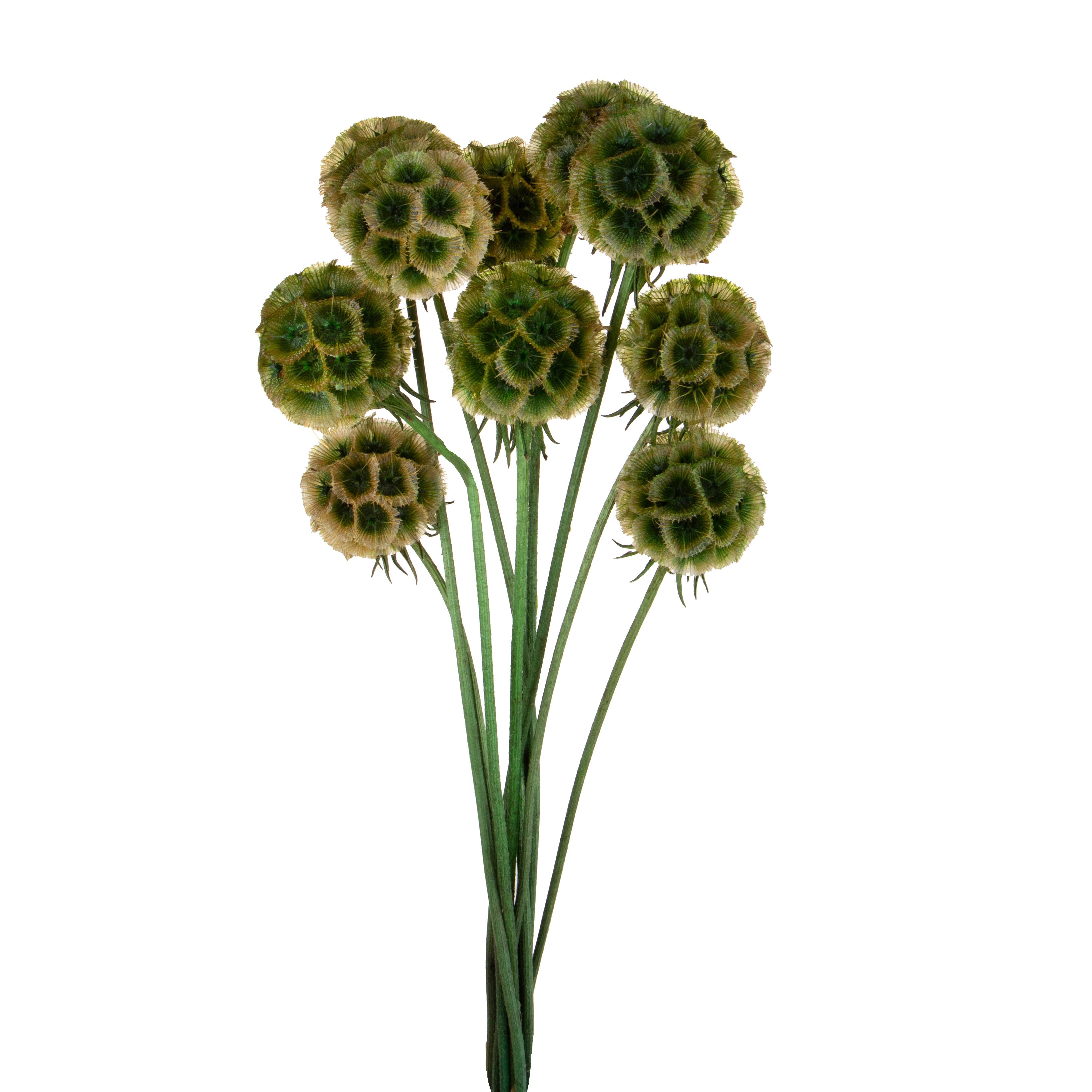 SCABIOSA STELLATA 10 PZ 50 CM