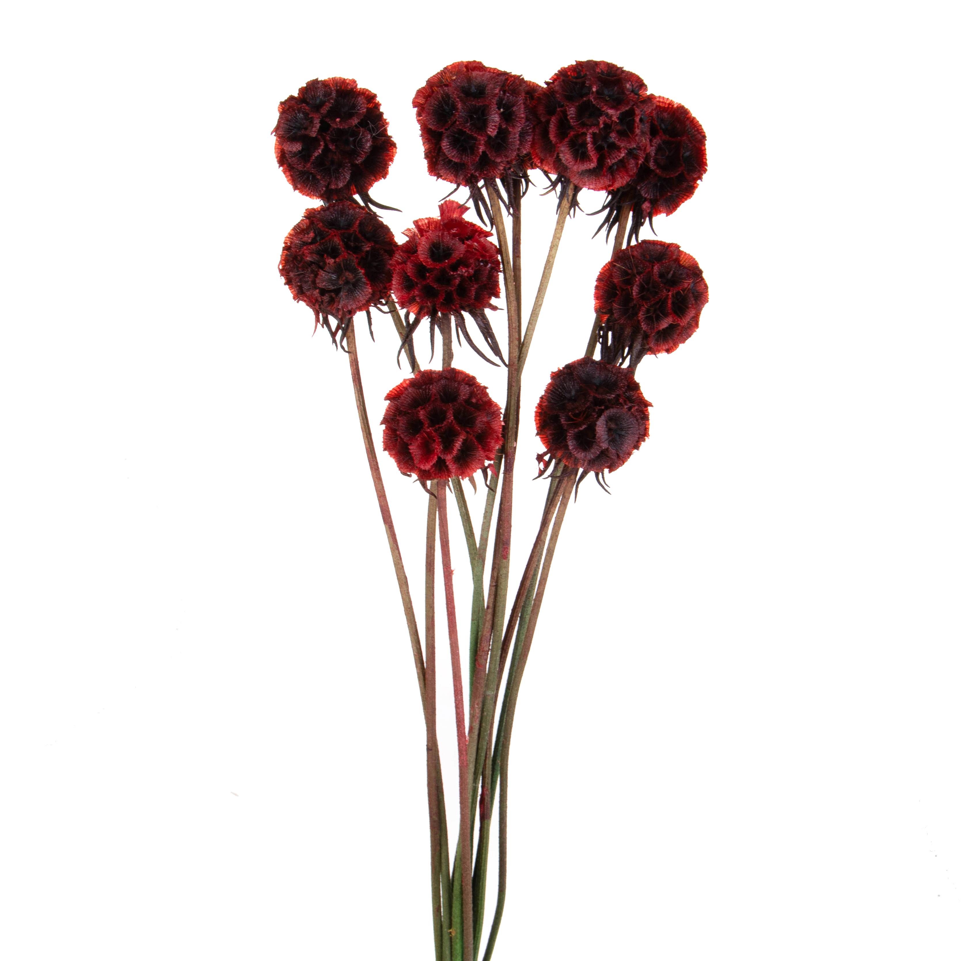 SCABIOSA STELLATA 10 PZ 50 CM
