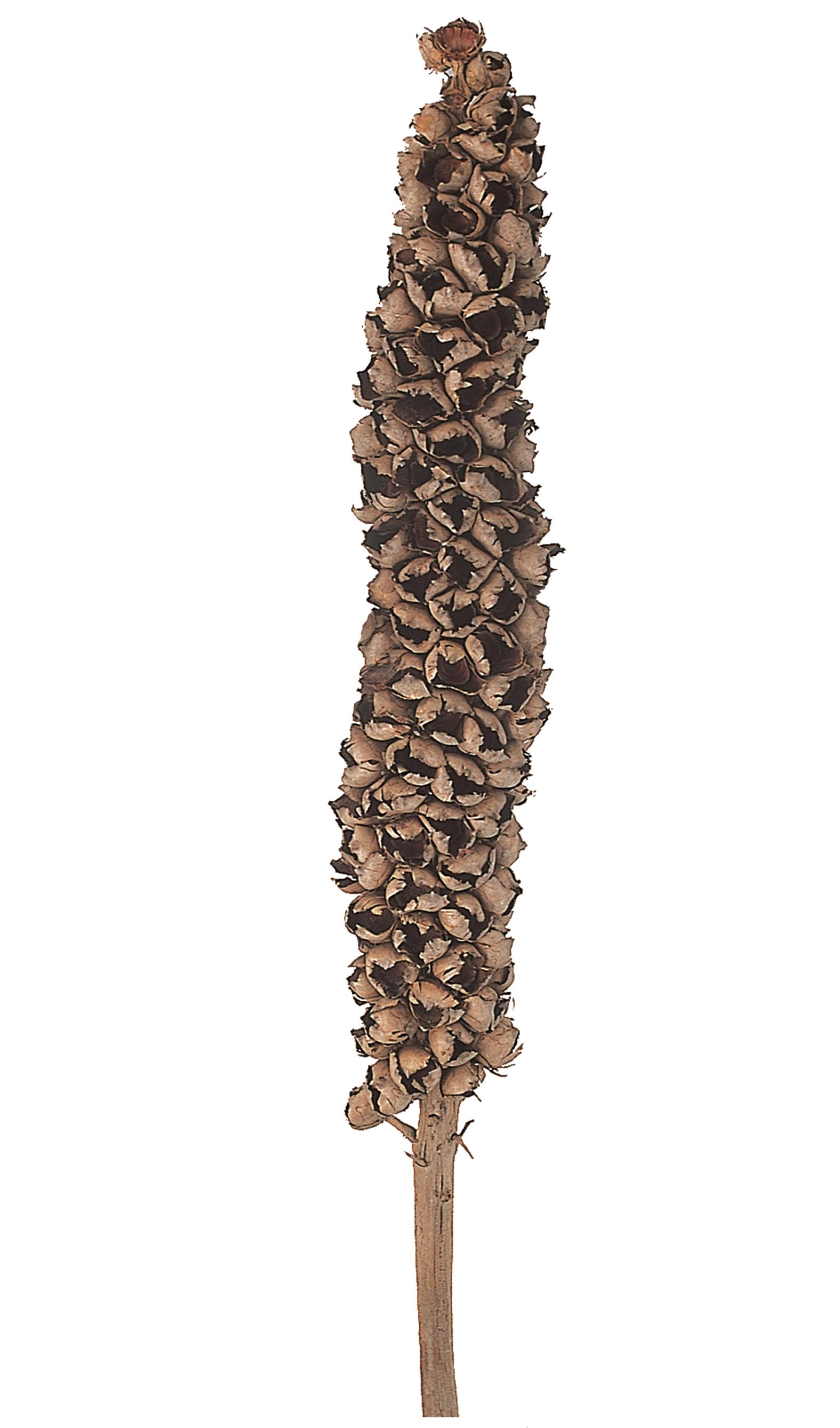 Trockenblumen,CACHO DE COCO 160/190 CM