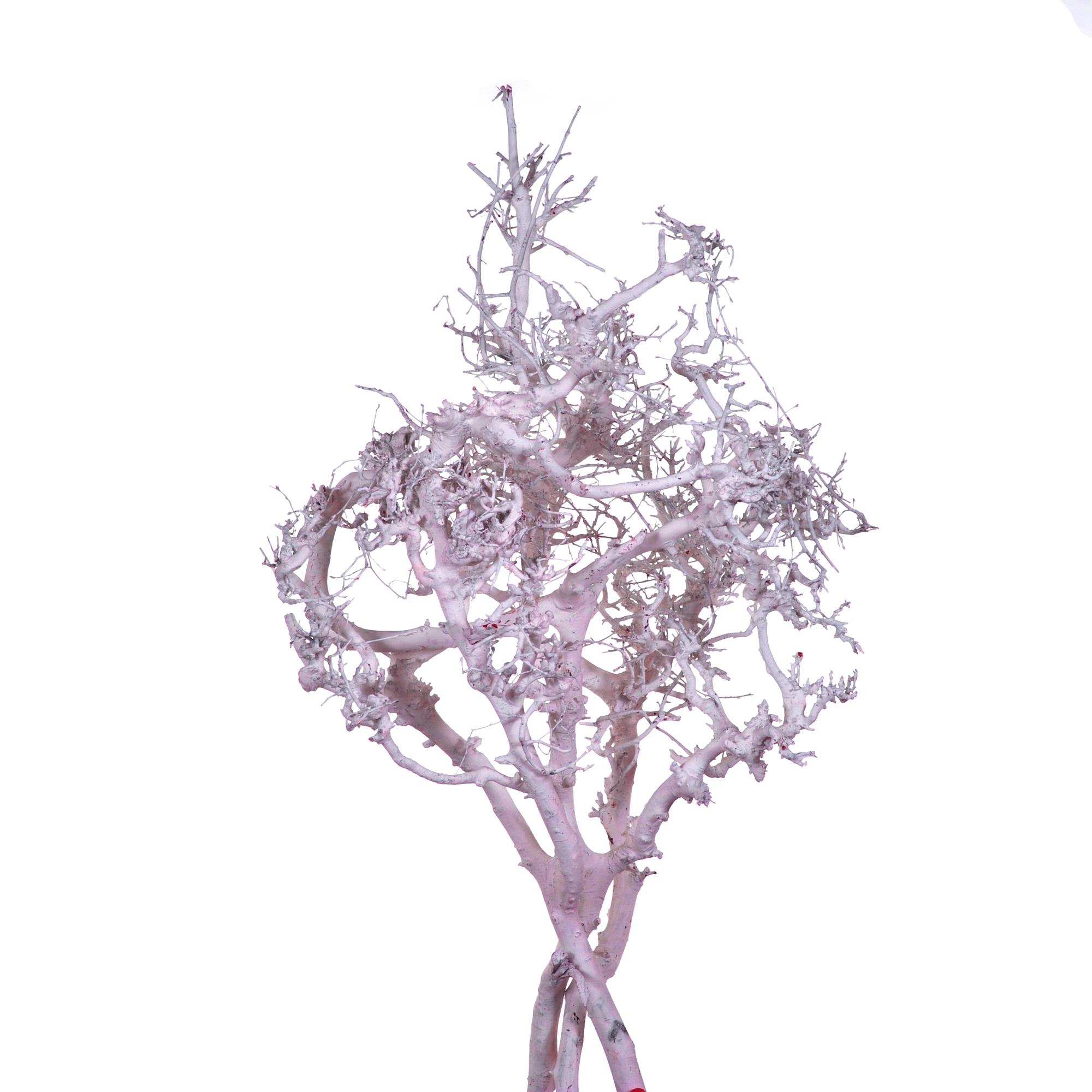 Trockenblumen, Exotisch, Zweige und Dekorationen, FAGGIO MONTAGNA 2 PZ CALC 40/60 CM C.A