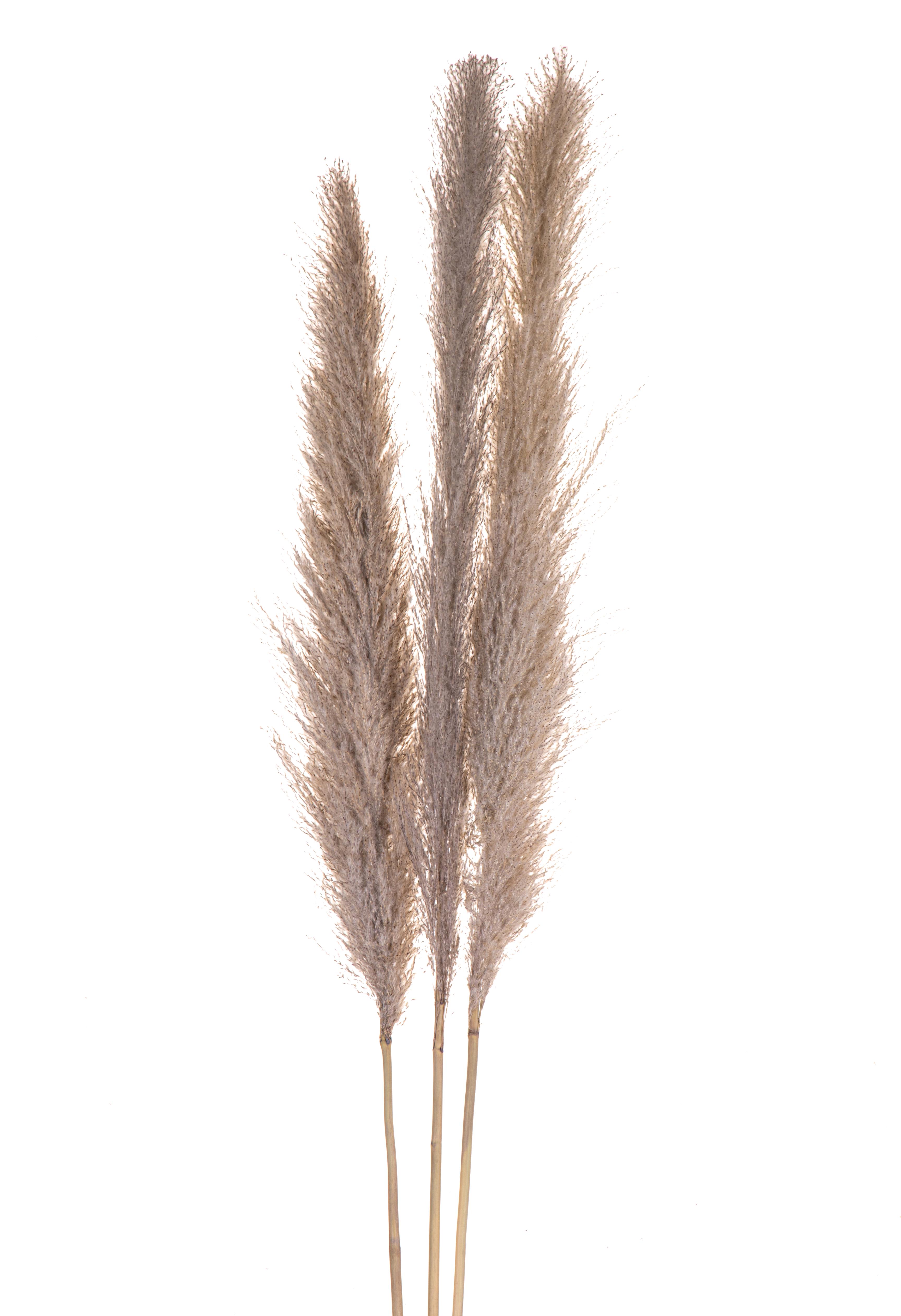 NATURAL PRODUCTS DRIED FLOWERS AND ERBS,PAMPAS-CORTADEIRA SELLONA 1 PZ 170 CM**